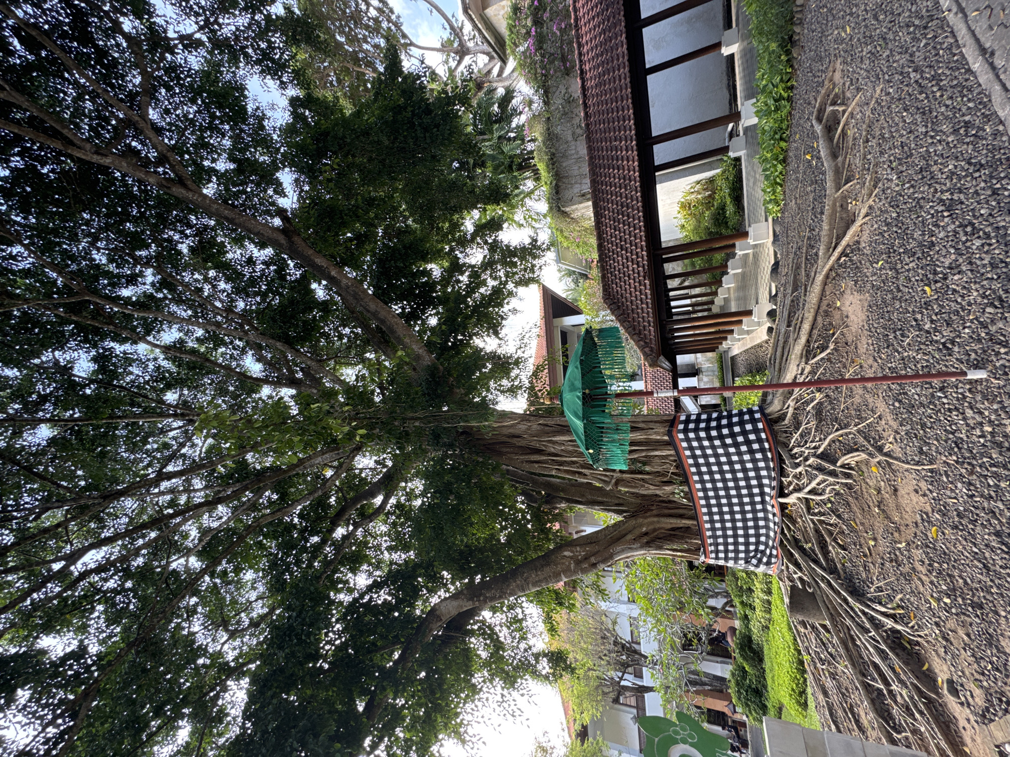 The image captures an outdoor scene in Kuta Selatan, Indonesia. A large tree with many branches and dense green foliage dominates the left side of the frame. A green umbrella and a black and white checkered flag are positioned near the tree's base. To the right, a building with a red tile roof and a walkway with stairs are visible. A gravel path is visible on the ground, with exposed tree roots stretching across it.