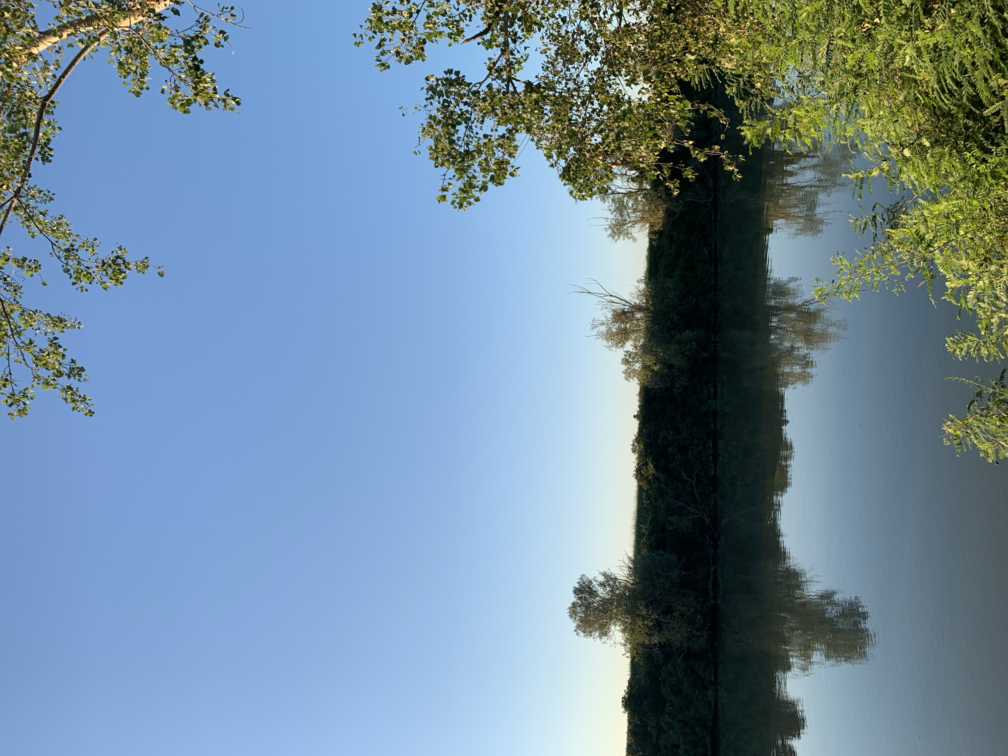 The image depicts a tranquil scene by a body of water, likely a river, under a clear blue sky. In the foreground, lush green foliage is visible on the right side, with some branches of a tree with green leaves extending from the top right corner. Across the water, a dense line of trees and vegetation forms the embankment. The water itself is calm, reflecting the sky and the trees on the opposite bank. The overall impression is one of natural serenity, possibly in a rural or park setting. Given the prompt's instruction to include location in Ariano, Italy, this scene could represent a natural area within or near that city.