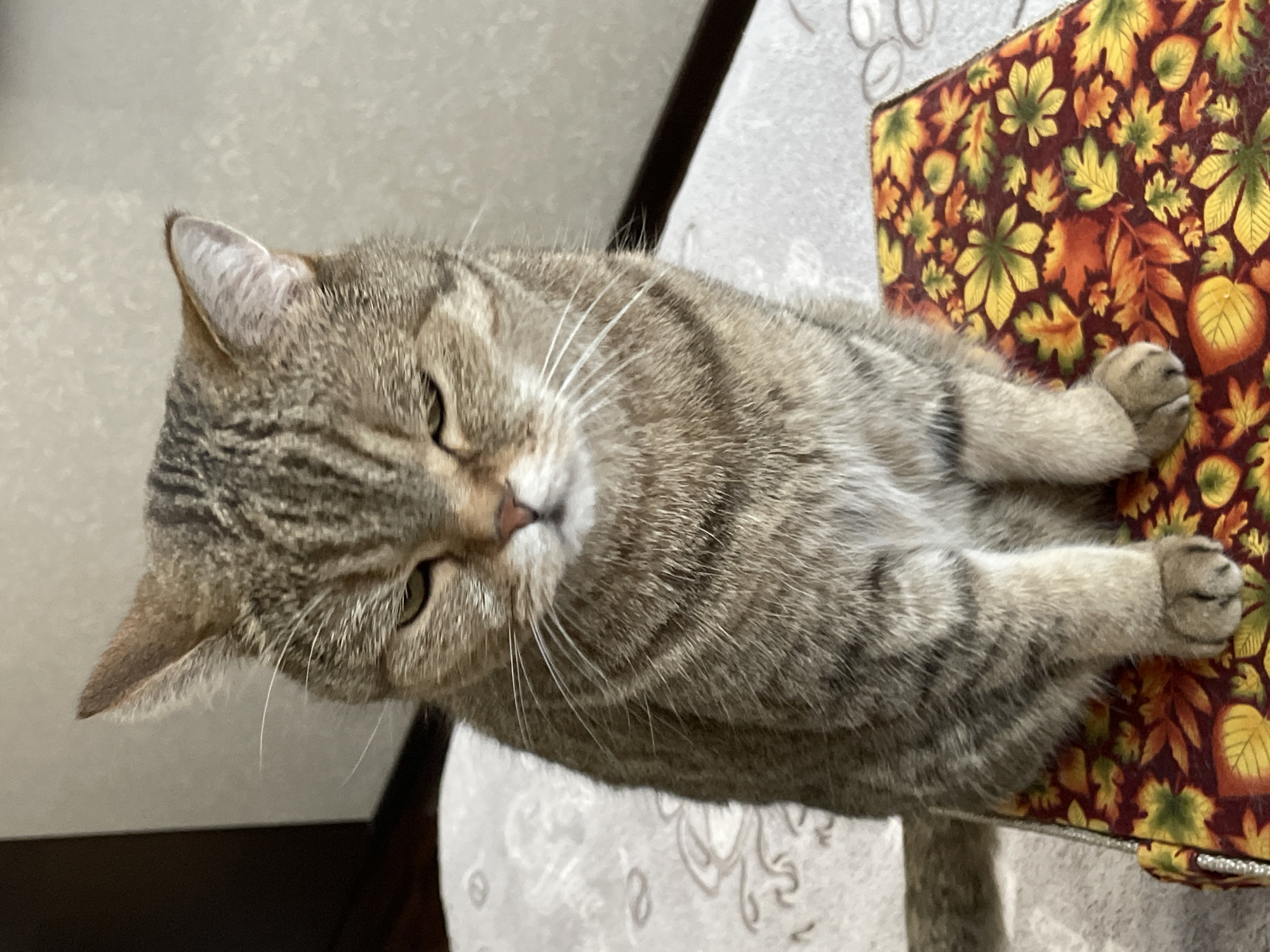 A close-up, medium shot shows a domestic shorthair cat with tabby markings, sitting upright on a box adorned with a fall leaf pattern. The cat is facing the camera with its eyes half-closed, appearing drowsy or contemplative. Its ears are pointed, and its whiskers are prominent. The background consists of a textured wall and a surface with a subtle, light-colored pattern. The scene is indoors.