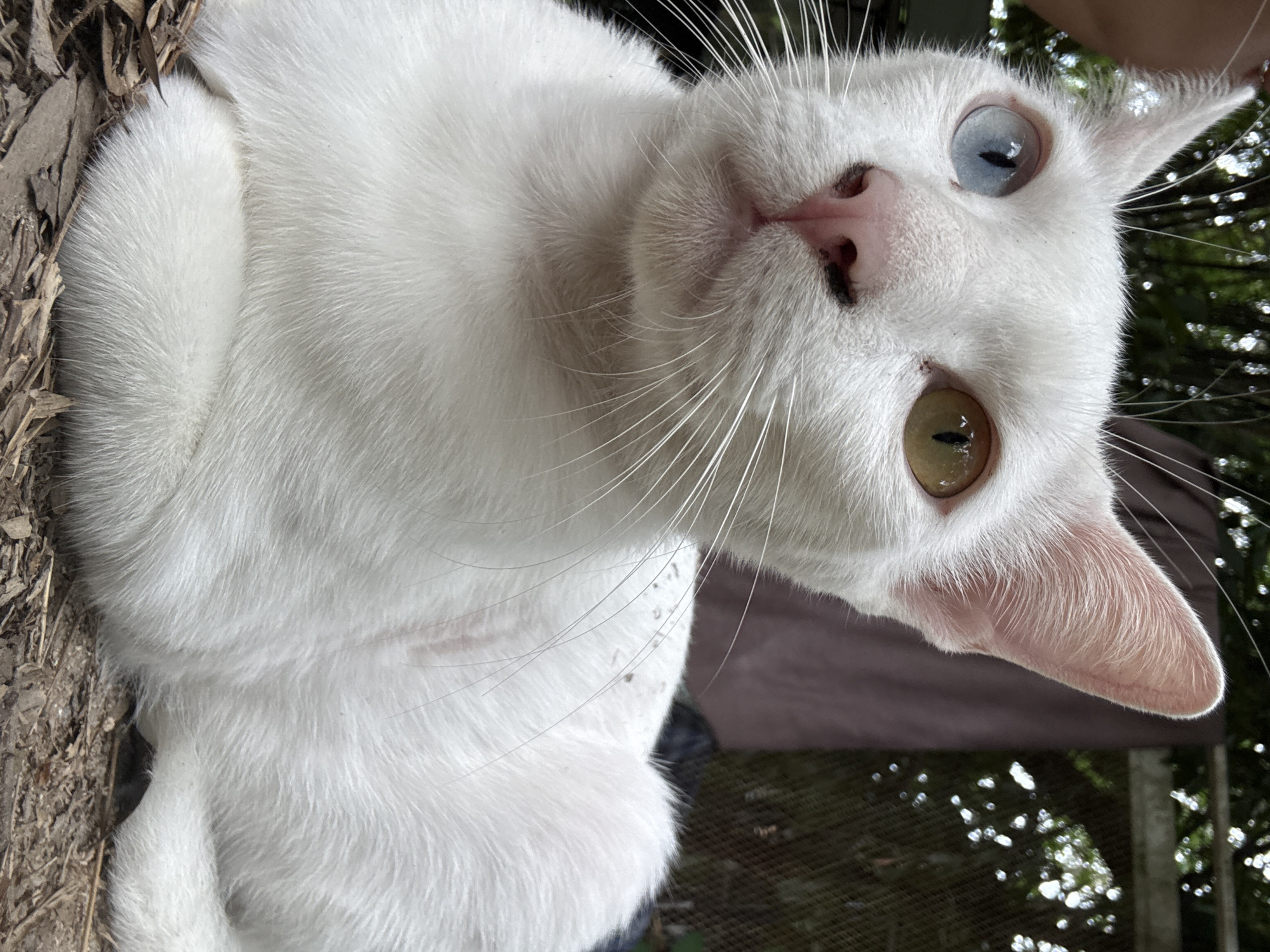 A close-up, eye-level, outdoor shot focuses on a white cat with heterochromia, having one blue eye and one amber eye. The cat is lying down on a surface of wood chips and dry leaves. Its pink nose is visible, and long white whiskers extend outward. The background is blurred, showing green foliage and what appears to be a fence with a dark fabric or tarp behind it. The lighting suggests it is daytime. The location is specified as Koh Phangan, Thailand.