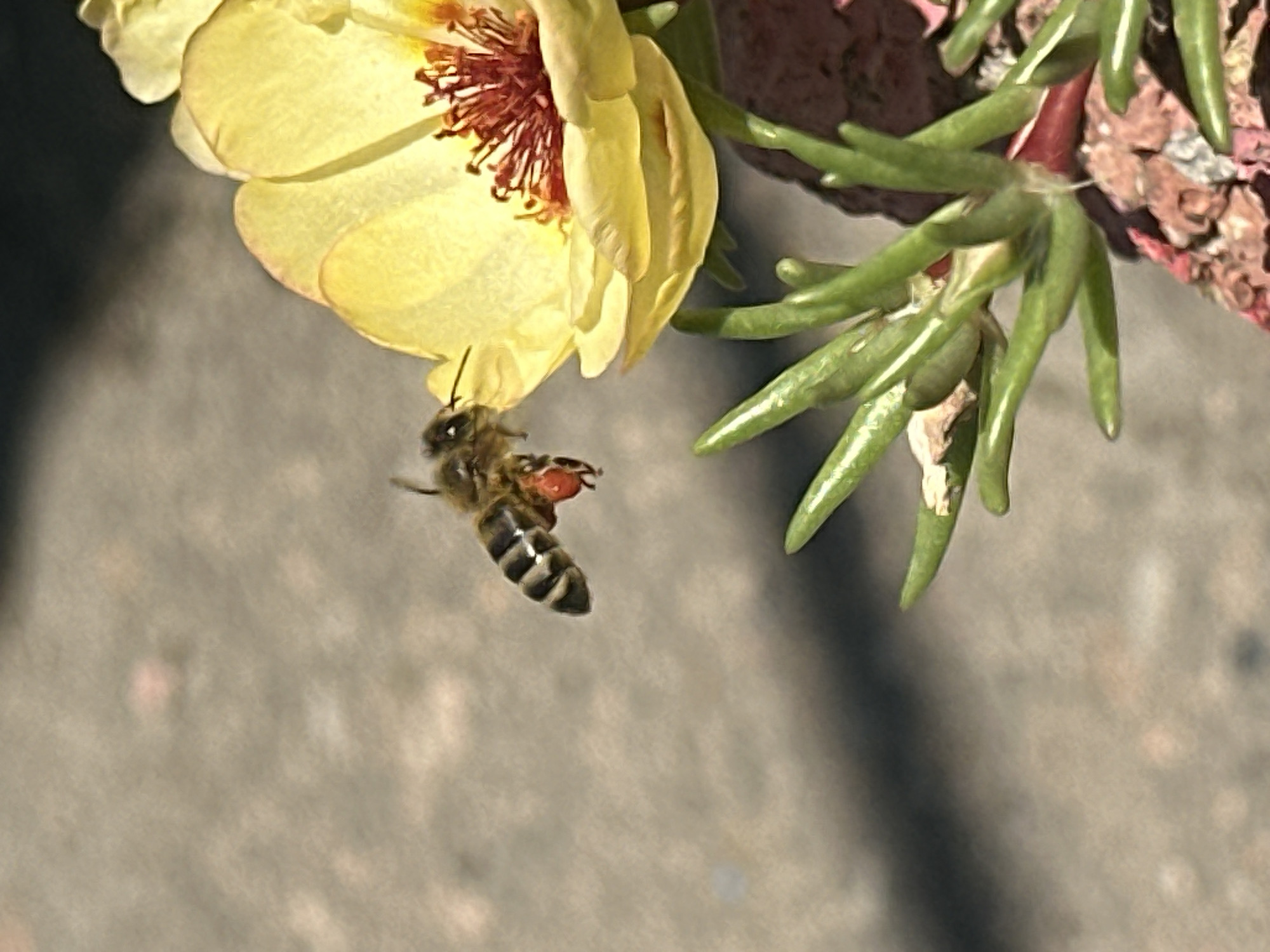 A bee with striped abdomen and red pollen sacs is captured in mid-flight near a vibrant yellow flower with reddish-brown stamens. The flower is partially open, revealing its delicate petals. In the foreground, green succulent leaves with pointed tips are visible. The background consists of a textured, grayish surface, possibly concrete or asphalt, with some areas of shadow. The scene is set outdoors during daylight. The image is taken in Lobacheve, Ukraine.