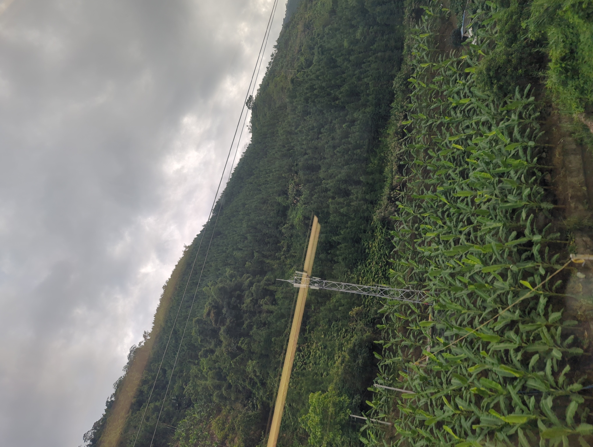 The image depicts a hillside agricultural landscape in Mengzi City, China, under a cloudy sky. In the foreground, a meticulously arranged plantation of young banana trees stretches across the frame. The trees are evenly spaced and appear healthy, with large, vibrant green leaves.
Ascending the hillside, the terrain transitions to a dense forest, predominantly composed of coniferous trees. The dark green foliage creates a striking contrast with the lighter green of the banana plantation. A prominent feature on the hillside is a silver metallic tower, likely a communication or power pylon, positioned near the center of the image. It supports a horizontal, yellow-colored structure, possibly a part of an antenna or a beam. Power lines are visible, stretching diagonally across the forested slope and extending into the distance, indicating an electrical infrastructure present in the area.
Further up the hill, the forest cover becomes less dense in some areas, revealing patches of exposed earth and sparser vegetation. The top of the hill is lined with a thin band of trees, beyond which the sky is filled with heavy, gray clouds, suggesting an overcast or potentially rainy day. No people are visible in the image. The scene captures a rural, agricultural, and developed hillside environment.