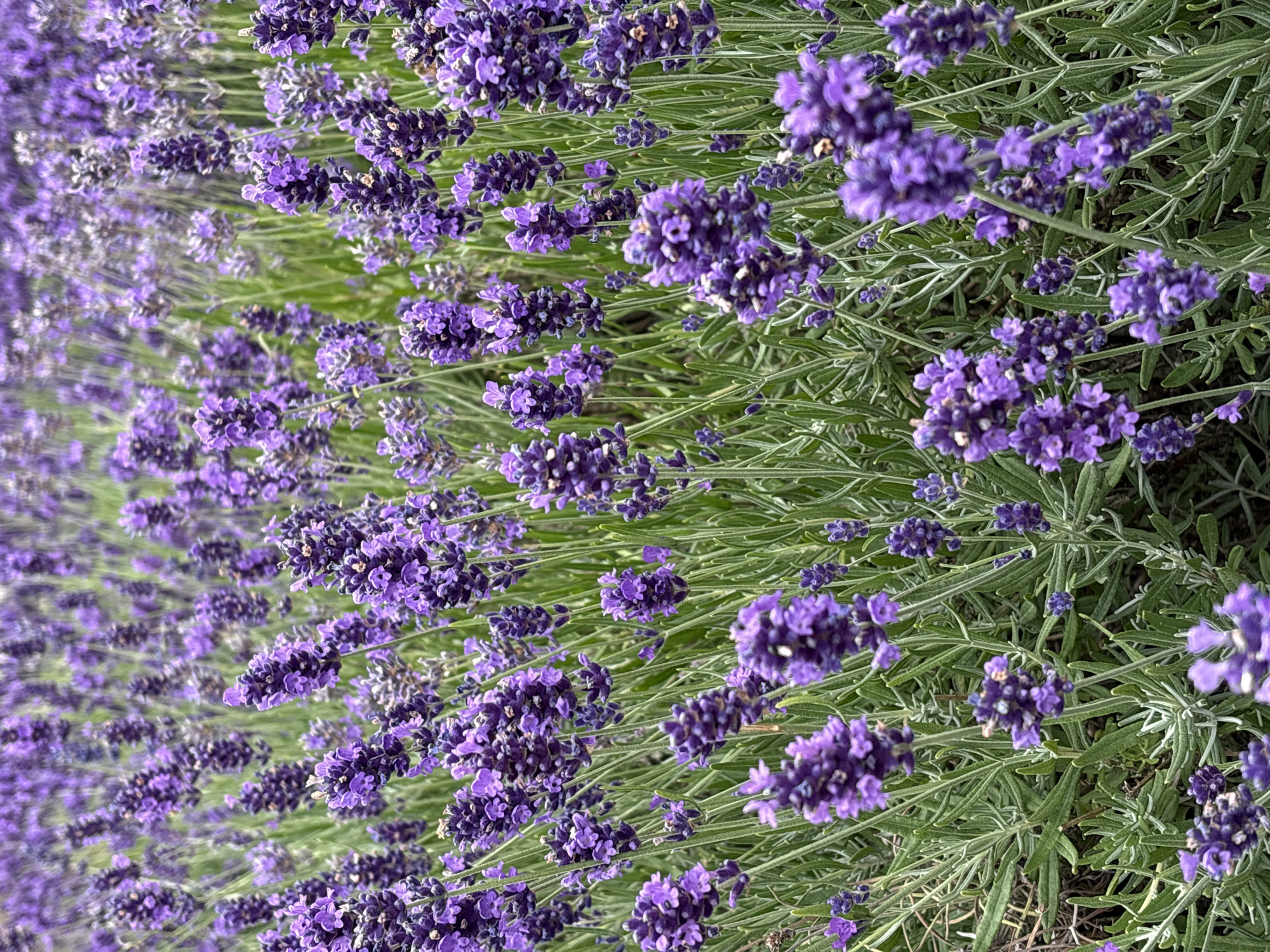The image displays a close-up, vertical view of a field filled with blooming lavender plants. The lavender stalks are a vibrant purple, with some appearing more intensely colored than others due to the focus of the camera. The leaves of the plants are a soft green and are slender and pointed. The background is a blur of more lavender and green, suggesting a dense planting. There are no people or animals visible in the image. The scene is a natural outdoor environment, likely a garden or farm. Without additional information, the specific location within Elsinore, Denmark cannot be determined from the visual data alone.