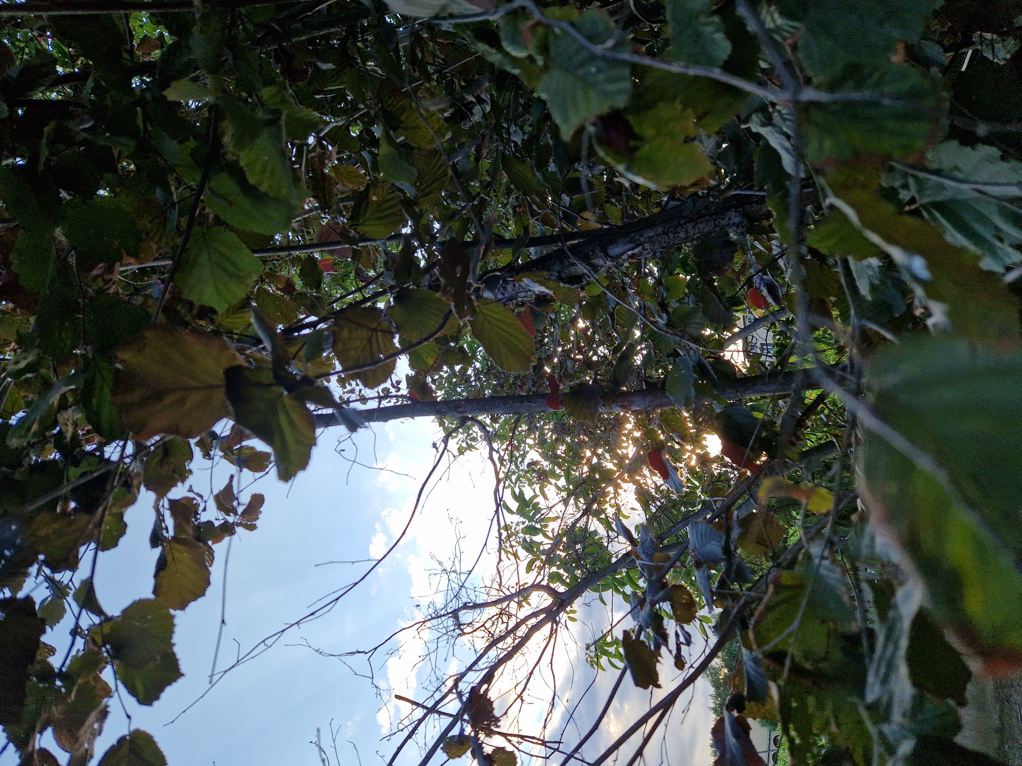 A low-angle, vertical shot captures a dense canopy of tree branches and leaves against a bright, cloudy sky with the sun peeking through. The foreground is dominated by dark, out-of-focus foliage, with a rough-barked tree trunk visible slightly off-center to the right. Some leaves exhibit yellow and brown hues, suggesting autumn. In the distance, through breaks in the foliage, a blurry, light-colored structure with arched windows and a hint of greenery are visible. The scene appears to be outdoors, possibly in a park or wooded area within an urban environment, given the distant structure.