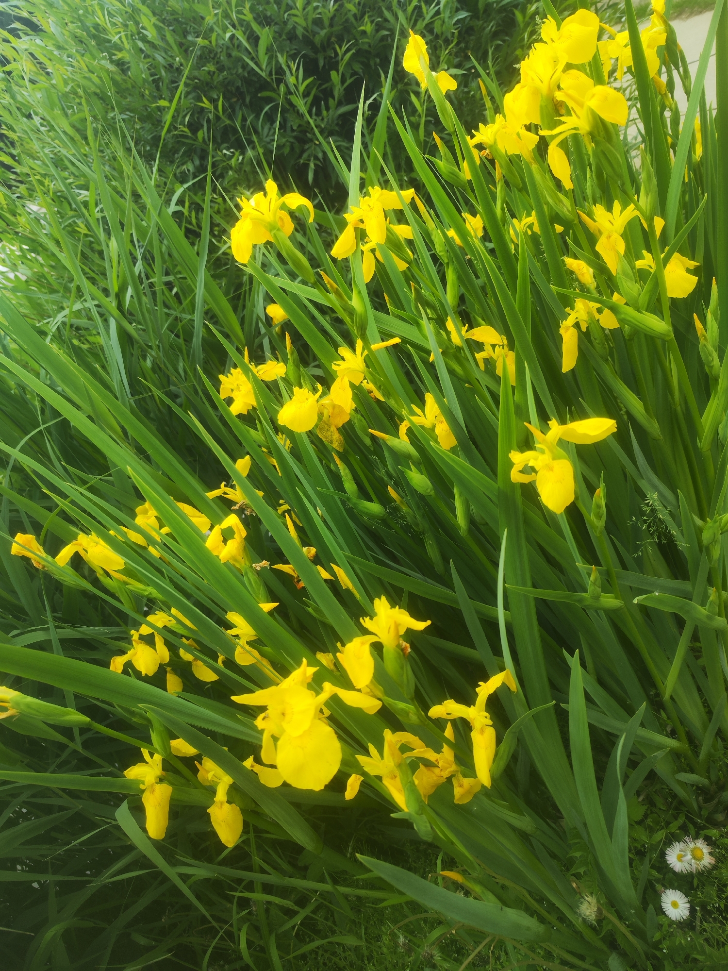 This vertical image depicts a dense botanical scene in Chaikovsky, Russia, primarily featuring a cluster of bright yellow irises, likely *Iris pseudacorus*. Numerous open iris blossoms, characterized by their distinct yellow petals and long, sword-shaped green leaves, dominate the central and lower portions of the frame. The green foliage of the irises is interspersed with other green grasses and smaller plant growth, particularly noticeable in the foreground and lower right quadrant. Within this lower right section, two small white daisy-like flowers and a few indistinct dandelion seed heads are present. The background consists of a denser, slightly blurred mass of darker green foliage, suggesting additional shrubs or trees. The scene is illuminated by natural, even light, highlighting the colors and textures of the vegetation. No human subjects, animals, or discernible man-made structures are depicted.