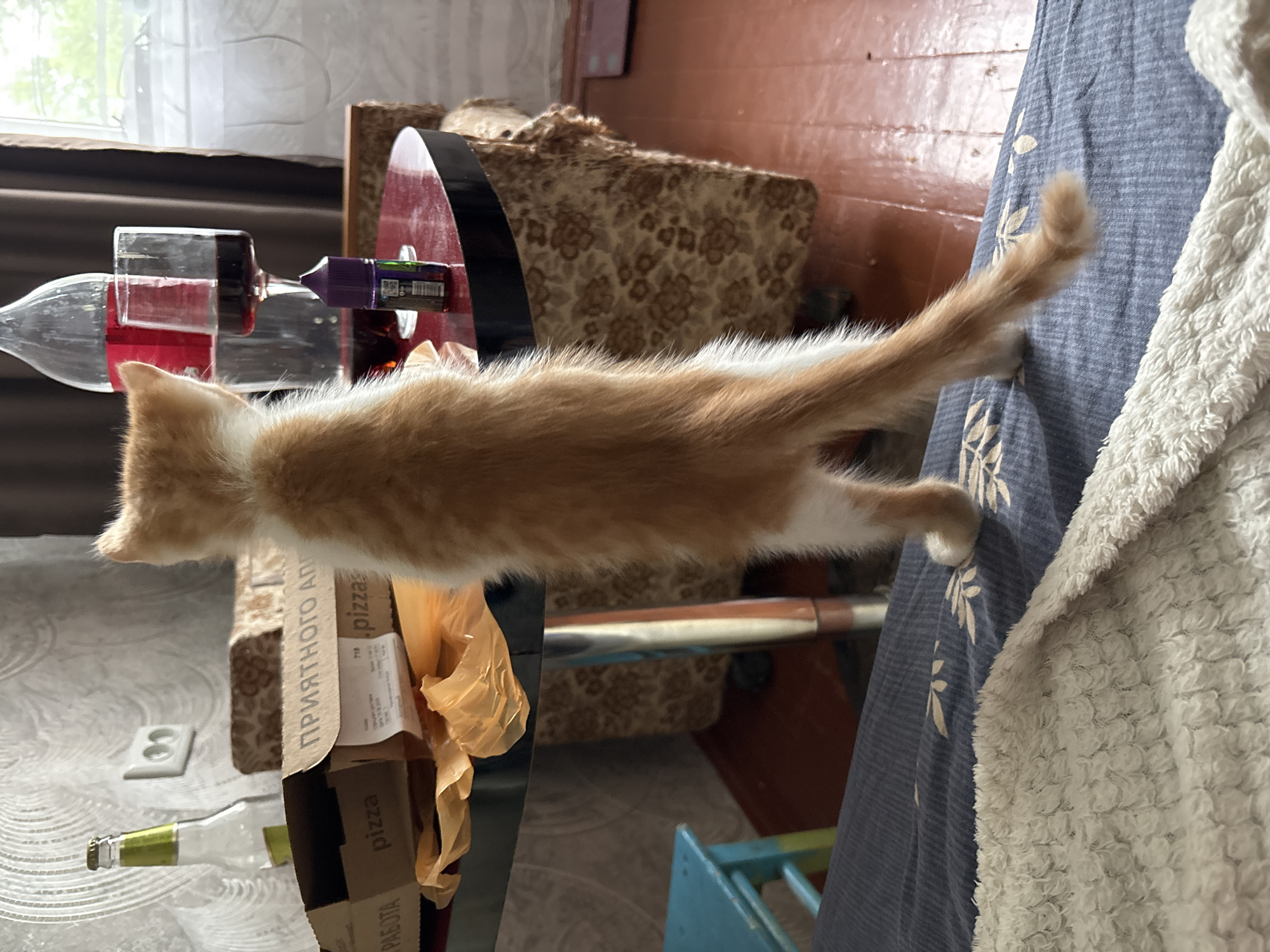 An orange and white kitten stands on its hind legs, facing away from the camera, looking towards a table. The kitten is positioned in the foreground, with its tail extended. On the table, there is a pizza box, a glass of dark liquid, a large bottle of soda, and a small purple bottle with a white label. Behind the table, a patterned armchair and a window with white curtains are visible. The room appears to be a domestic setting, likely an apartment in Svietlahorsk, Belarus. The floor is made of reddish-brown wood. A blue stool is partially visible on the left side of the image, and a white blanket is spread across the bed in the lower foreground. The wall behind the table has a textured, light-colored wallpaper with a pattern of vertical lines.