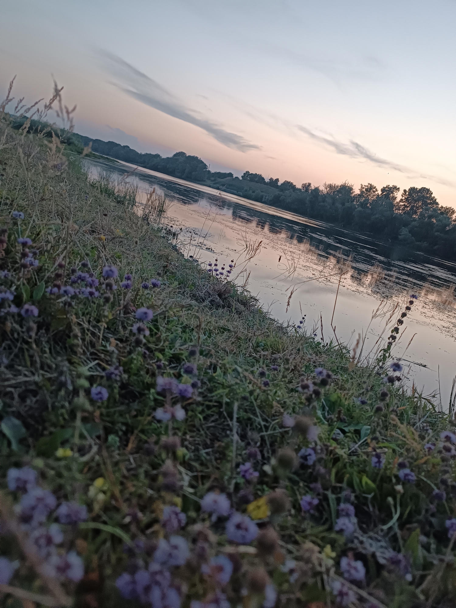 The image captures a serene riverside scene at dusk, likely in Coșnița, Moldova. In the foreground, lush green grass is interspersed with small, delicate purple flowers, some of which are in focus while others are blurred, suggesting a close-up perspective. Tall, dry grasses and reeds grow along the bank, leaning towards the water.
The middle ground is dominated by a calm river, its surface reflecting the soft hues of the fading sky. Scattered debris or aquatic plants are visible on the water's surface. Along the far bank of the river, a dense line of trees forms a dark silhouette against the horizon.
The sky above is a gradient of soft colors, transitioning from a pale blue at the top to a warm pink and peach near the horizon, indicating either sunrise or sunset. A few wispy clouds stretch across the sky, adding texture and depth to the scene. The overall atmosphere is peaceful and tranquil, with no people or active elements present.