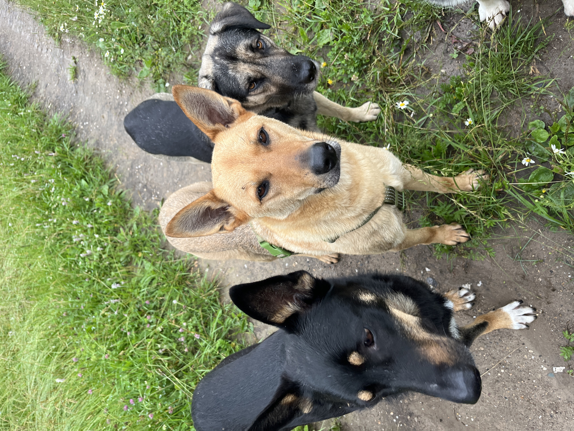 This media file features three dogs of medium size, outdoors in a grassy area with a dirt path. The dogs appear to be of mixed breeds, possibly with some German Shepherd lineage, given their coloring and build. One dog in the foreground is primarily black with tan markings on its legs and face, and is looking towards the camera with its head turned. Behind it, another dog with a tan coat is lying down and looking directly at the camera with an attentive expression. The third dog, positioned behind the tan dog, has a grey and black coat with tan markings and is also looking upwards. All three dogs appear to be healthy and well-cared for. The scene is lit by natural light, suggesting it is daytime. The presence of green grass and small white wildflowers indicates a mild climate, possibly spring or summer. The ground is a mix of dirt and grass, with some patches of bare earth. The overall atmosphere is relaxed and natural, suggesting the dogs are in a familiar outdoor environment, possibly a park or a yard in Nizhny Tagil, Russia. There is no visible text in the image.