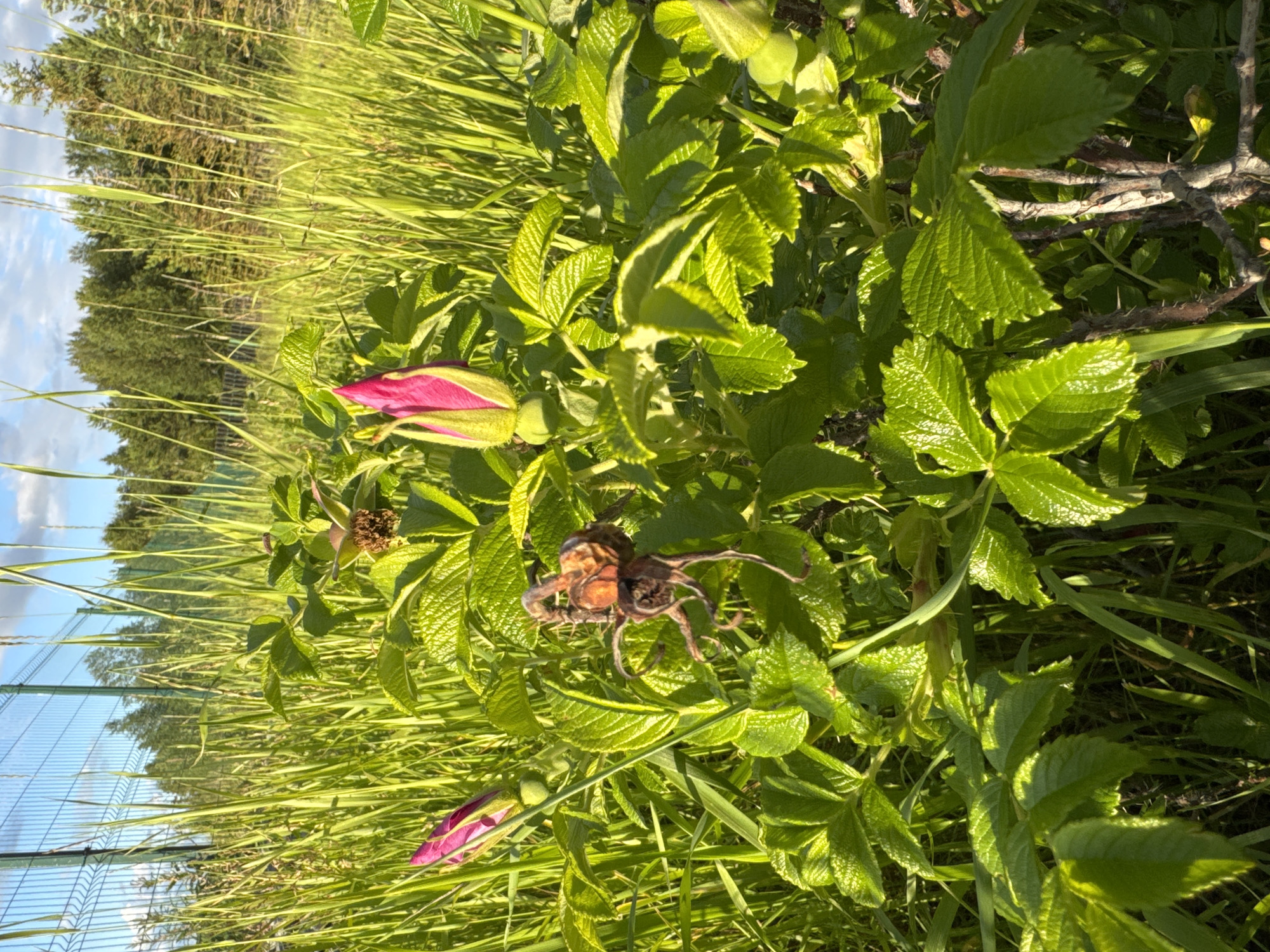 A close-up, eye-level outdoor shot captures a rose hip plant with bright green leaves and thorny branches. Several rose hips are visible, one a withered, dried brown, and another two are pink buds. The plant is surrounded by tall, lush green grass and stalks. In the background, a light green chain-link fence runs horizontally, with a blurred line of green trees beyond it under a bright blue sky with scattered white clouds. The image is lit by bright sunlight, casting shadows on the leaves and highlighting their textures.