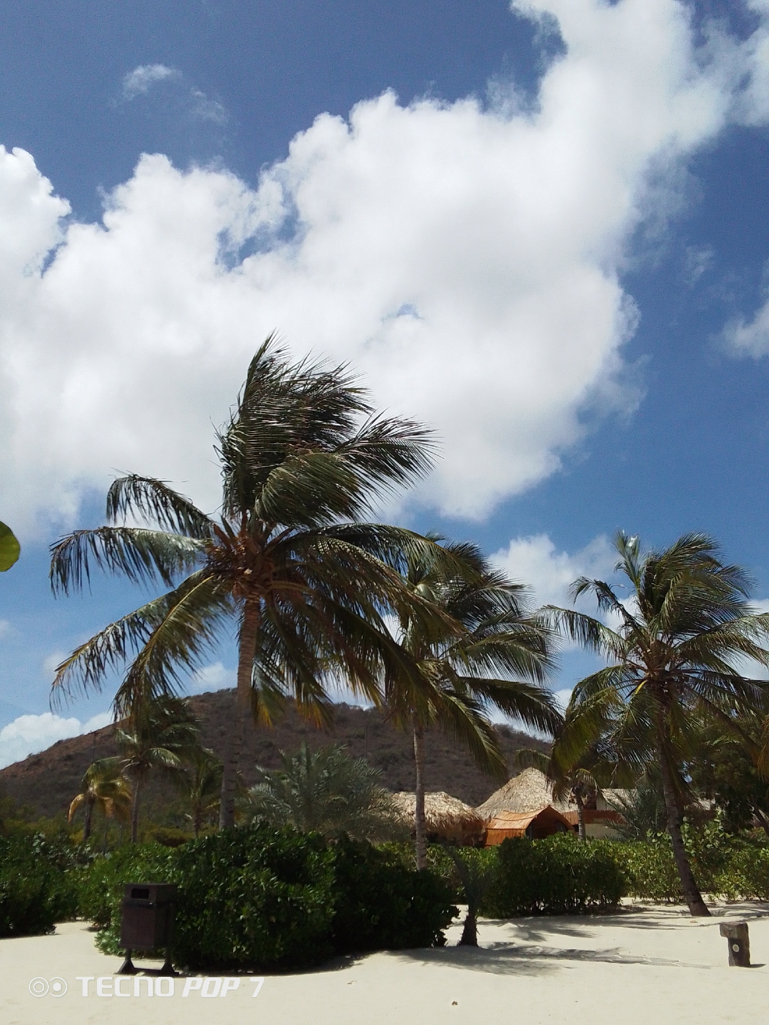 The image captures a beach scene in Pedro González, Venezuela. Palm trees are prominent, with leaves rustling in the wind against a backdrop of a bright blue sky with white cumulus clouds. A low, brown, mountainous landmass is visible in the middle distance behind the trees. In the lower portion of the image, there is dense, green vegetation. A small, thatched-roof structure or cabana is partly obscured by the foliage. A trash receptacle stands near the vegetation on what appears to be a sandy beach. The light suggests a sunny, daytime setting. "Tecno Pop 7" is visible in the lower-left corner, indicating a camera model.