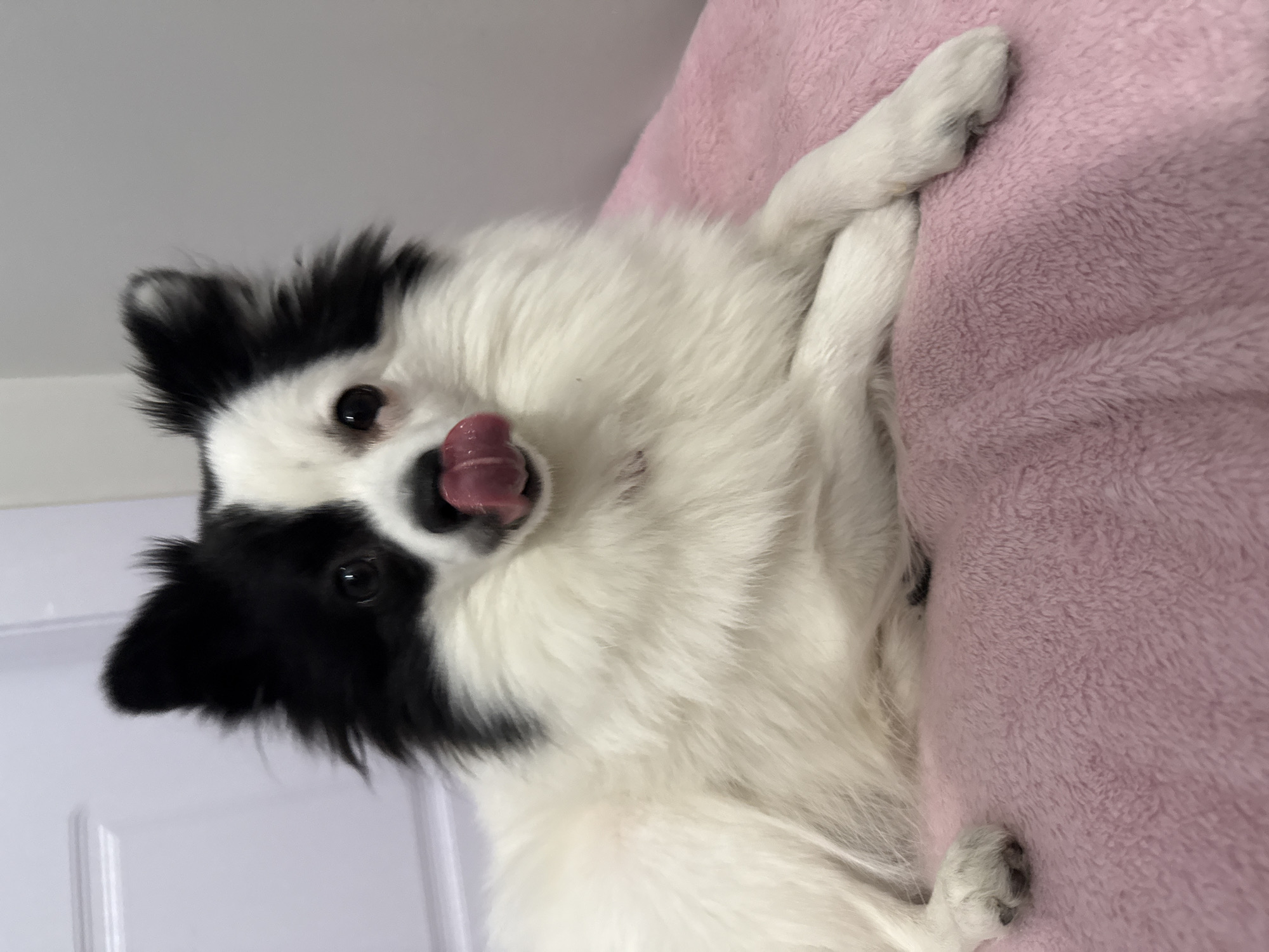 A medium shot captures a black and white dog lying on a pink blanket. The dog has long, white fur with black markings around its eyes and ears. Its tongue is visible, extending slightly out of its mouth. The dog is lying on its side, with one paw resting on the blanket. A plain white wall and a white door are visible in the background. The location is not identifiable as Stara Zagora, Bulgaria.