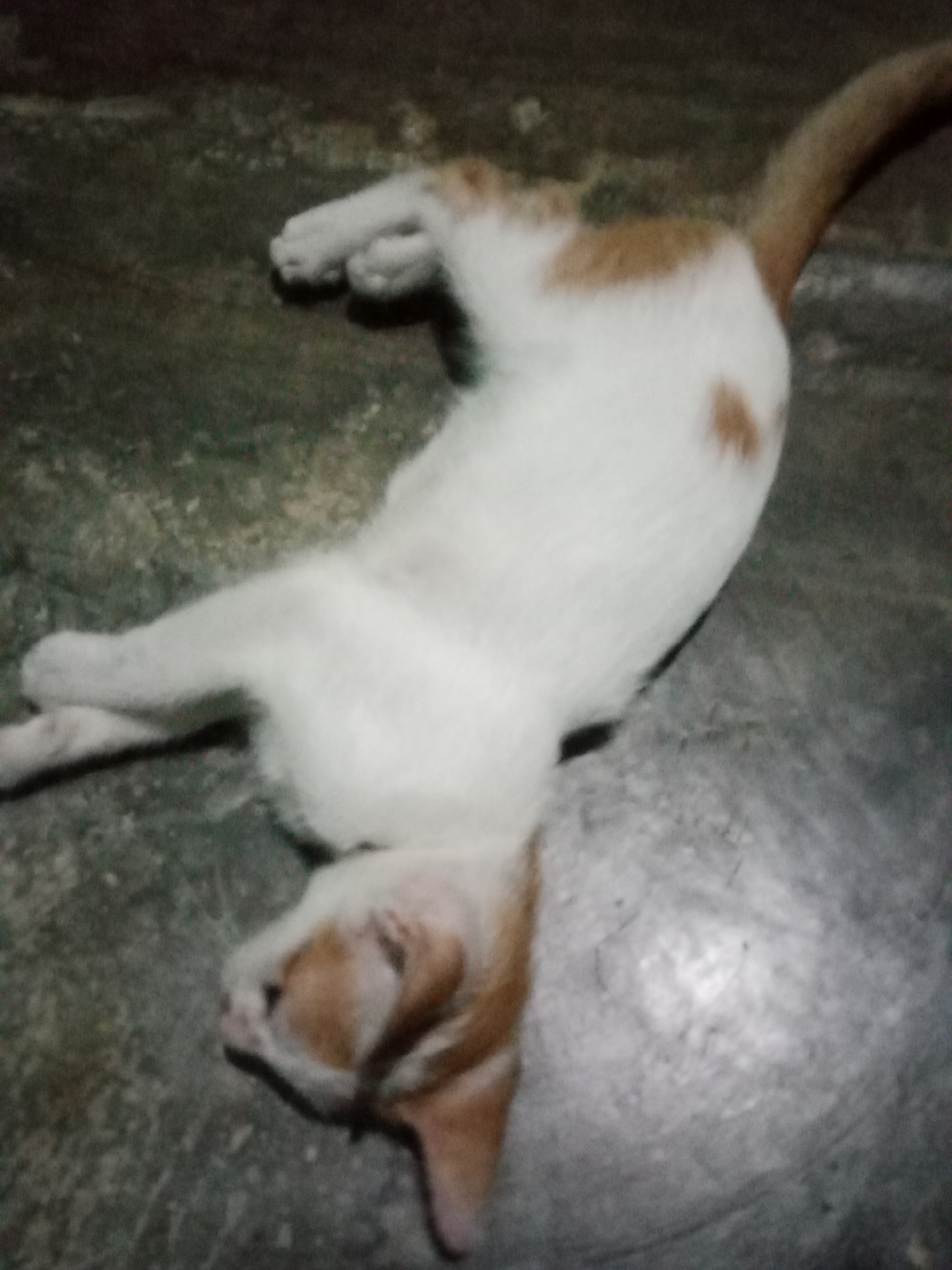 An orange and white cat is lying on its back on a concrete surface. The cat is positioned in the center of the frame, with its legs splayed out. Its eyes are closed, and it appears to be sleeping or relaxed. The concrete surface is a muted gray color with some dark patches and debris. The background is dark and out of focus, providing little contextual information. The image appears to have been taken in low light conditions, as evidenced by the graininess and lack of sharp detail. This scene is not specific to Cisoka, Indonesia.
