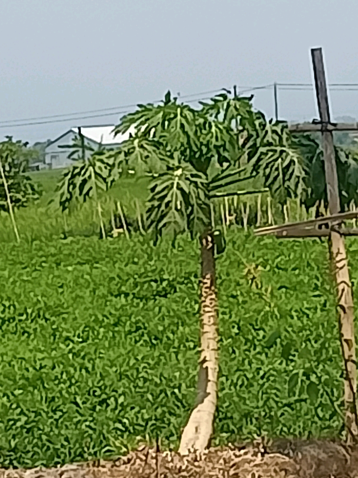 In a rural setting, likely within the city of Gabungan, Indonesia, a young papaya tree stands prominently in the foreground, its trunk showing signs of growth and possibly past damage. Behind it, a dense field of green vegetation stretches across the landscape. In the distance, a white-roofed building with a simple structure is visible, suggesting a residential or agricultural facility. The sky is overcast, casting a diffused light over the scene. A wooden post, part of an unseen structure, stands to the right of the papaya tree, providing context to the agricultural environment. The overall impression is one of a cultivated area, possibly a farm, with evidence of ongoing growth and human activity.