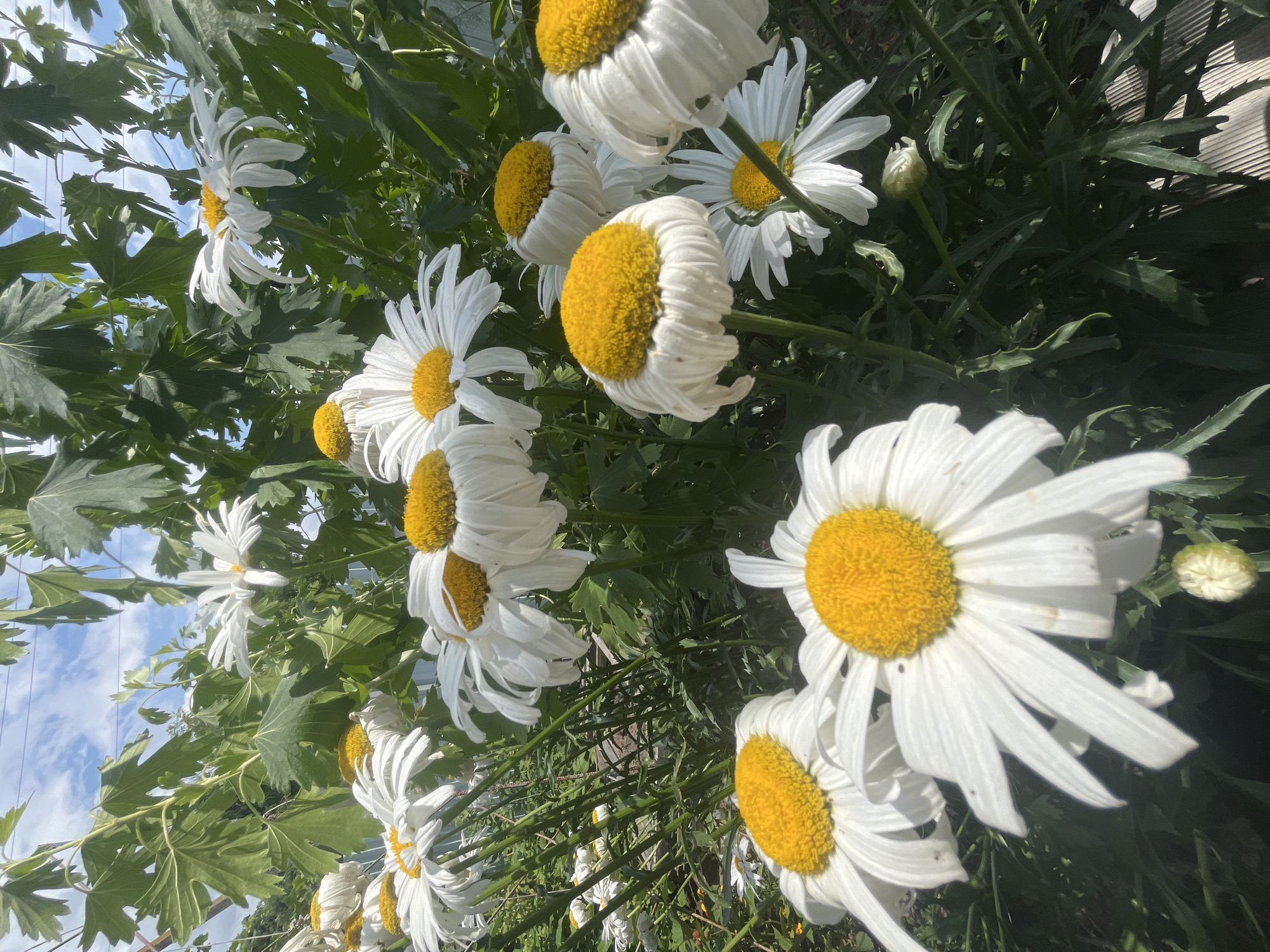 The image displays a cluster of large white daisies with bright yellow centers, blooming in a garden under a partly cloudy blue sky. The flowers are in various stages of bloom, with some petals appearing slightly wilted. Green leaves and stems are visible, as well as a single unopened flower bud. The background shows more greenery and a hint of a wooden fence or structure. The scene is set outdoors, likely in a domestic garden setting. There are no people or animals depicted in the image.