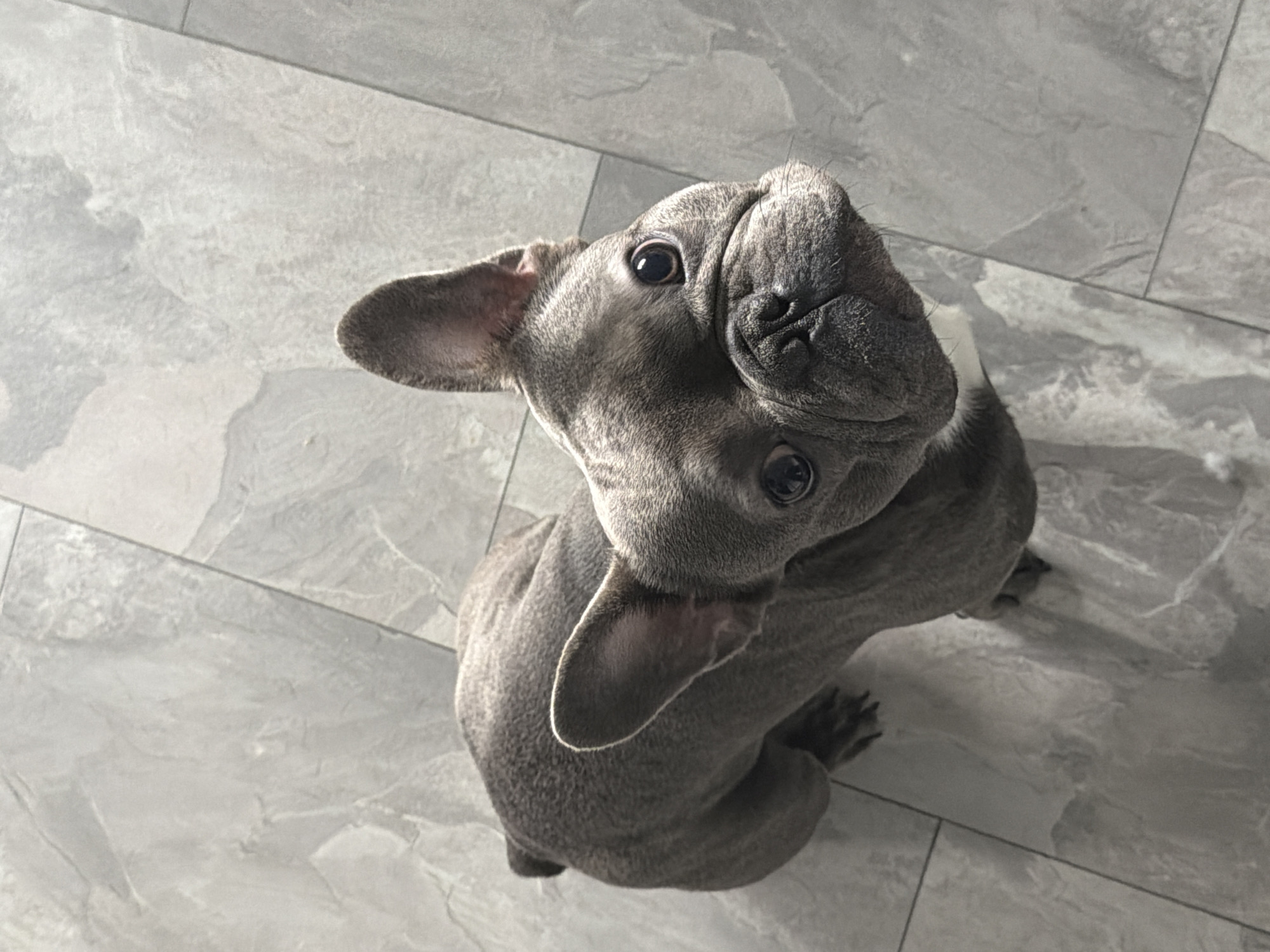 A grey French Bulldog is captured from a high angle, looking directly at the camera. The dog is positioned on a floor covered with light grey, rectangular tiles, which are arranged in a grid pattern. The lighting suggests a bright, possibly outdoor or well-lit indoor environment, casting subtle shadows on the floor and the dog. The dog's ears are alert and pointed upwards, and its dark eyes are wide open. The overall scene is static, with no discernible action beyond the dog's gaze. There is no information in the image to indicate its location in the city of Ruse, Bulgaria.