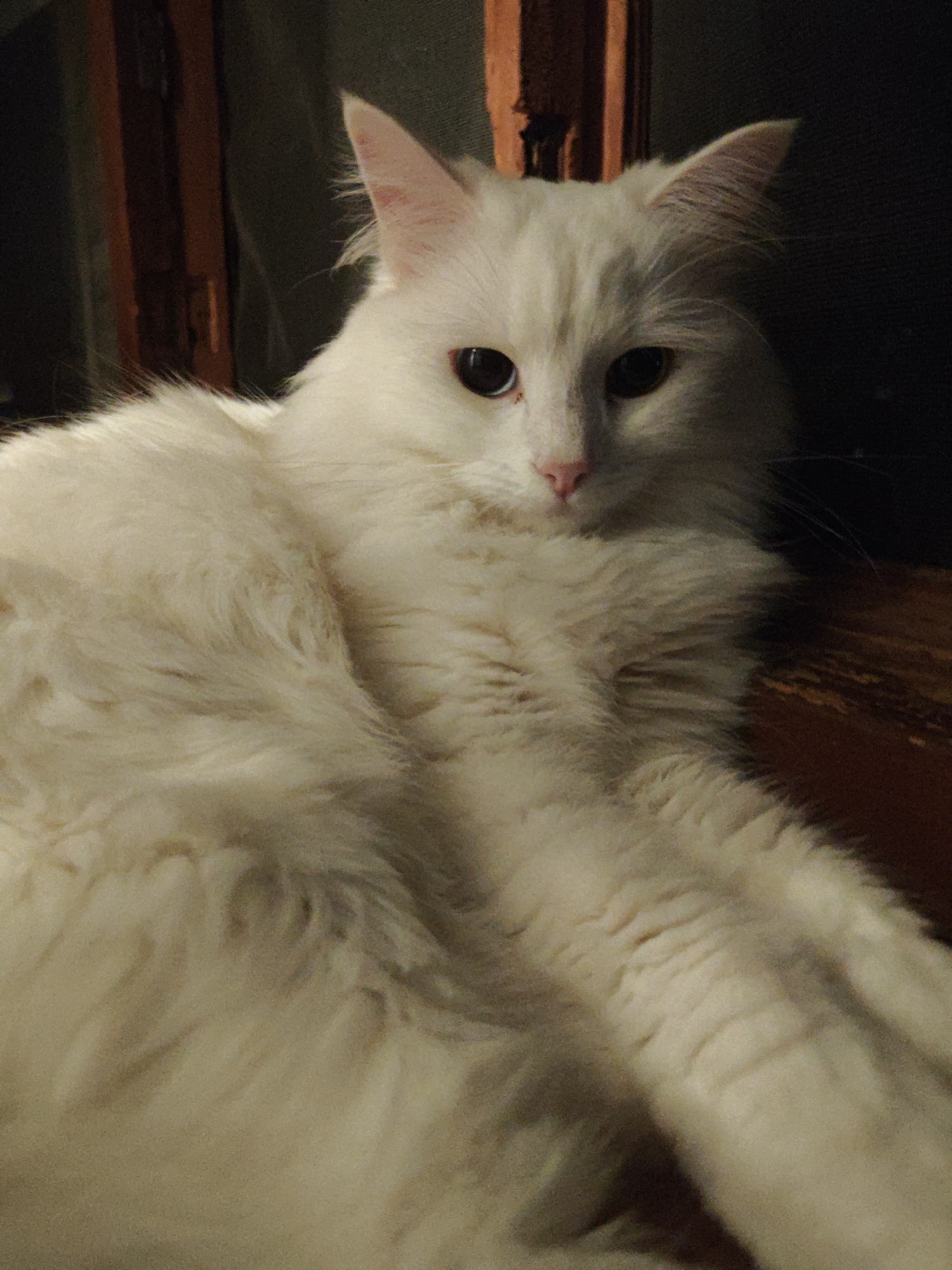 An indoor, medium-shot, eye-level, portrait-style photograph shows a fluffy, white cat with striking dark eyes and pink ears. The cat is lying down, with its body angled towards the right of the frame, and its head turned slightly towards the viewer. Its gaze is direct and intelligent. The cat's fur is soft and appears to be of medium length, with some areas of fluffiness around its neck and chest. The lighting is dim, casting soft shadows and highlighting the texture of the cat's fur. In the background, dark, out-of-focus elements suggest an indoor environment with some wooden furniture or structures visible on the left and right edges. The overall impression is one of a relaxed and comfortable domestic animal in a dimly lit, private space, likely a home in Odesa, Ukraine. There are no people present in the image.