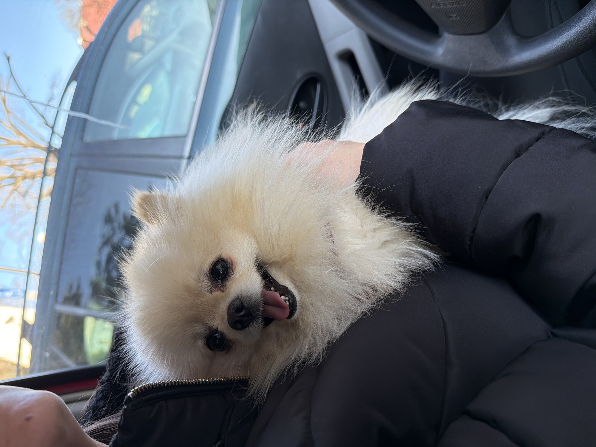 A close-up shot from inside a car captures a white Pomeranian dog nestled in the arms of a person wearing a black puffy jacket. The dog's tongue is sticking out, and its eyes are visible. The steering wheel and parts of the car interior are in the background. Through the car window, buildings and trees suggest an urban setting. Given the request, I will guess this scene is in a car in Varna, Bulgaria.