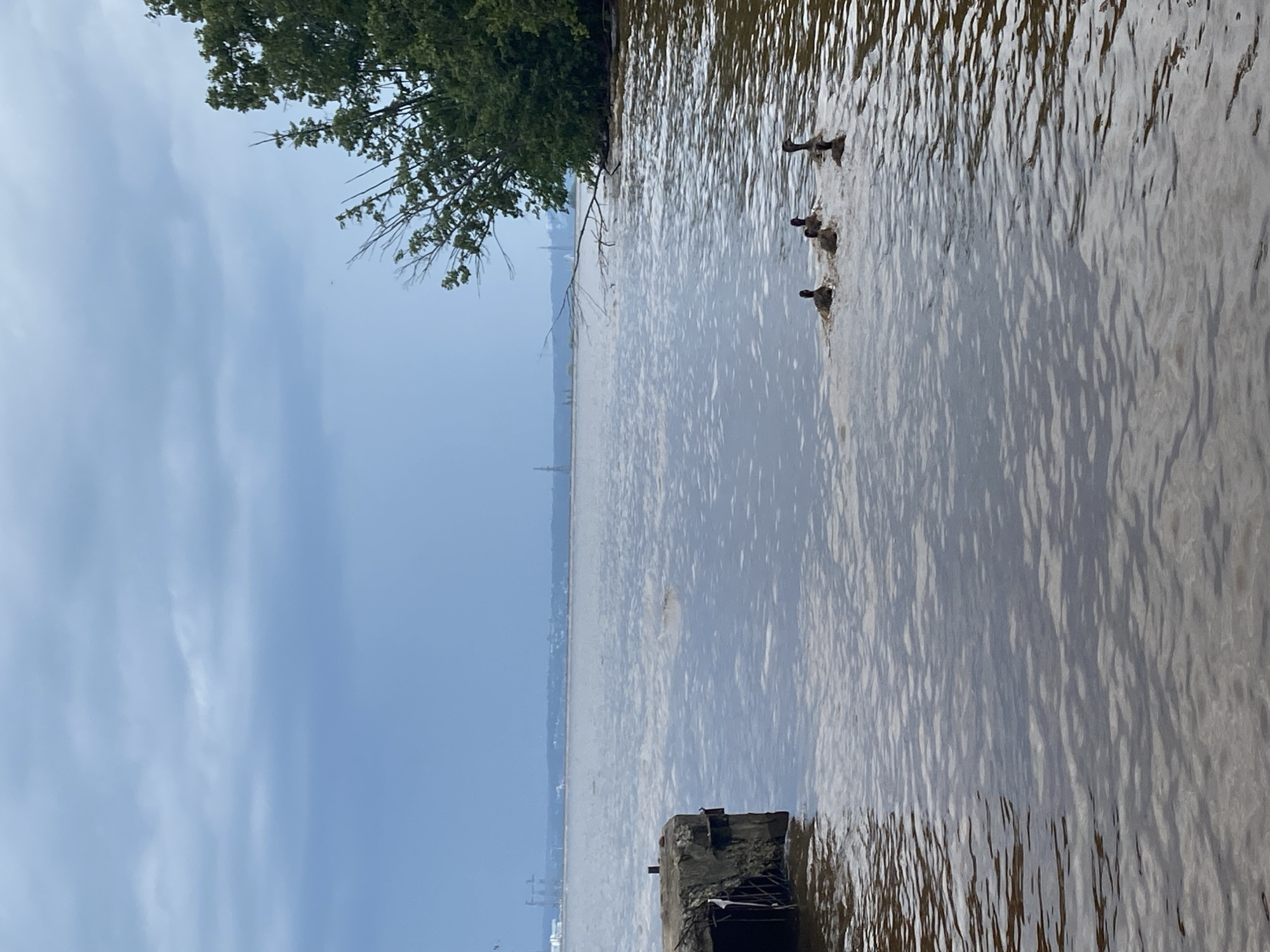 The image depicts a body of water with a cloudy sky. In the foreground, a concrete structure, possibly a pier or dock, is visible on the left. The water is choppy and brown, with ripples and reflections. A group of five ducks are swimming in the water, appearing to be a mother duck and her ducklings. In the background, trees and vegetation line the far shore, and industrial structures and power lines are visible in the distance. The overall scene suggests an overcast day in a semi-industrial or natural waterfront area. The image does not provide information to pinpoint the exact location in Noviy, Russia.