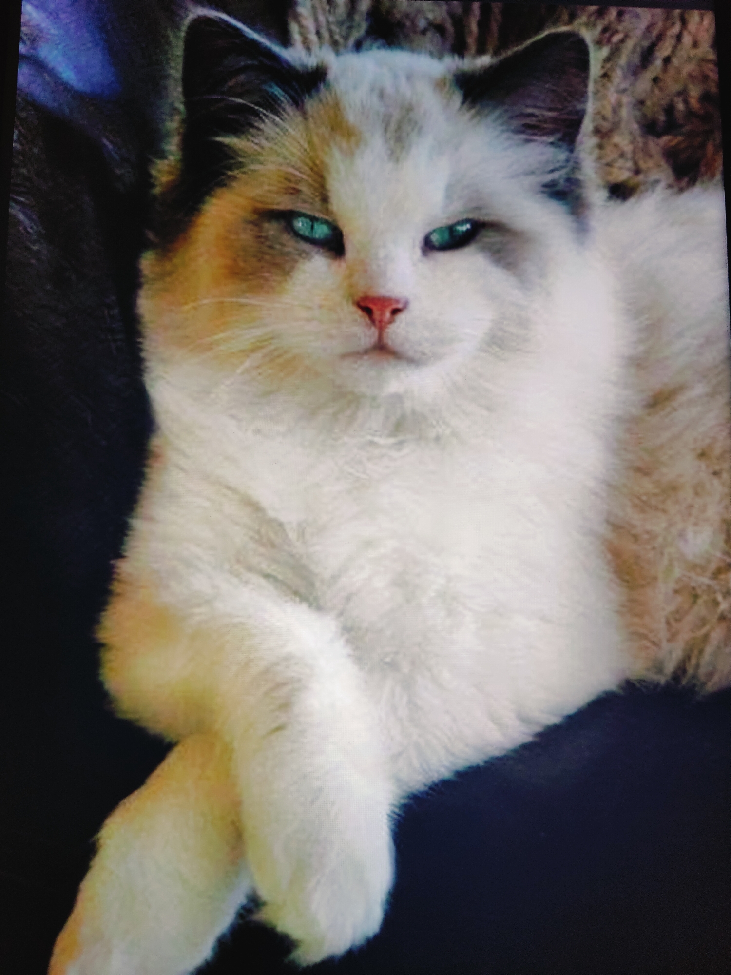 A fluffy, calico cat with striking teal eyes is the subject of this close-up, head-on portrait. The cat is predominantly white with patches of light brown and gray fur on its head and ears. Its nose is a soft pink, and its mouth is slightly open, revealing a hint of its tongue. The cat's paws are crossed gracefully in front of its chest, adding to its relaxed posture. The background is dark and indistinct, with some texture visible, possibly suggesting a dimly lit indoor setting or a natural environment. The image's lighting highlights the cat's fur and luminous eyes. There is no discernible location in Baku City, Azerbaijan.