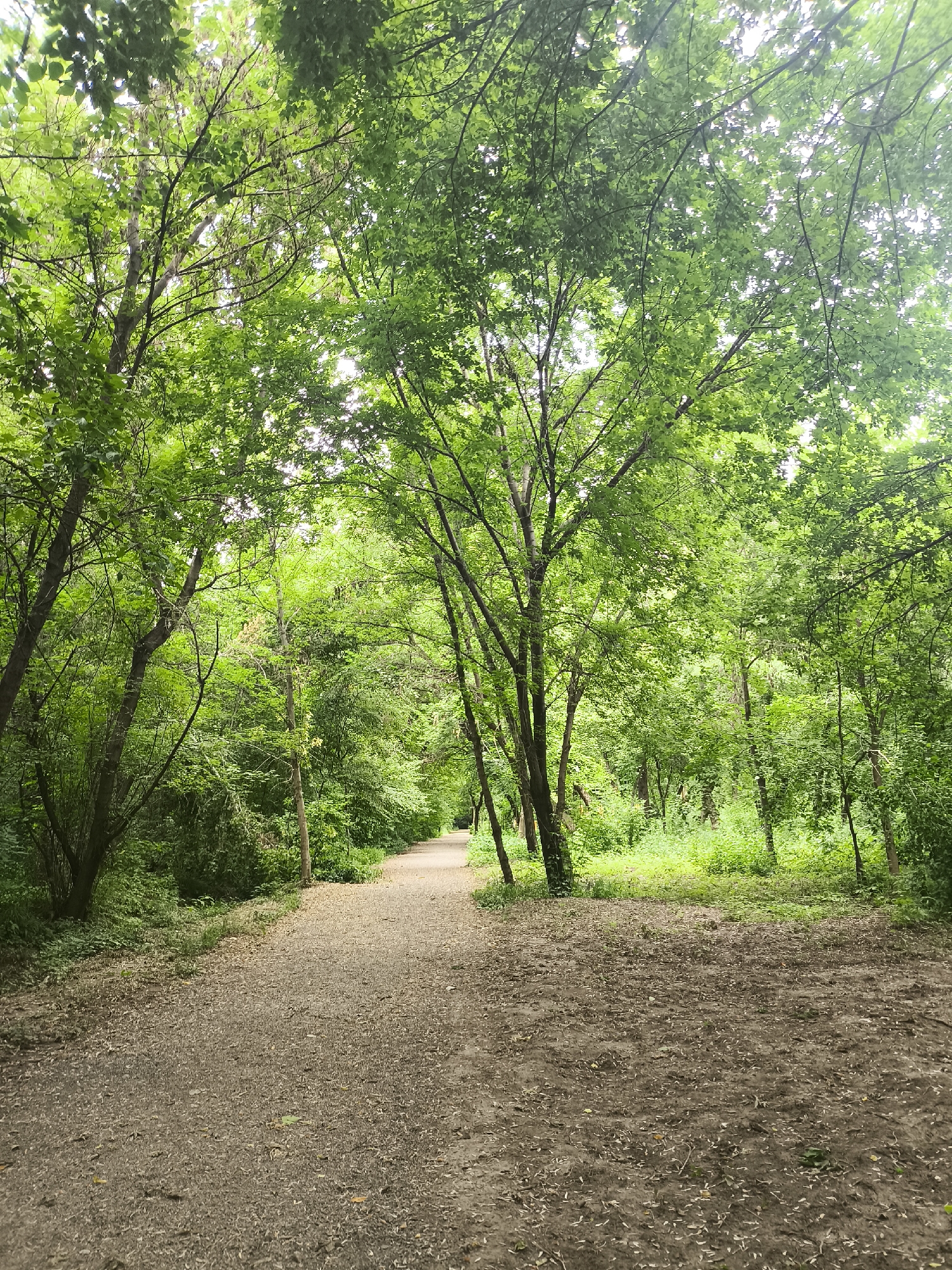 The image depicts a natural scene with a gravel path winding through a dense forest. The path is partially covered with fallen leaves and debris. Sunlight filters through the lush green canopy of trees, creating dappled light and shadow. The overall impression is one of a serene and secluded natural setting. The location is not specified in the image or the provided information.