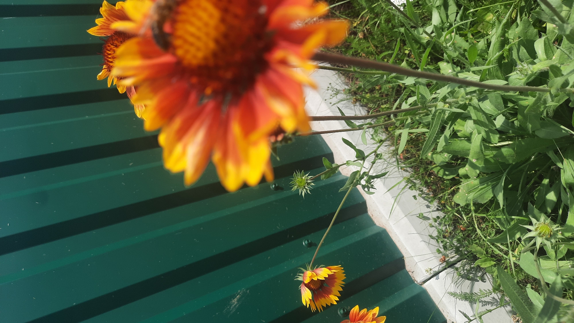 The image shows a close-up of several bright orange and yellow daisy-like flowers with dark centers, positioned in front of a dark green corrugated metal fence. The flowers are in various stages of bloom, with some fully open and others still in bud. Green foliage and grass surround the base of the flowers. A few small white specks, possibly dust or pollen, are visible on the fence. The foreground is dominated by a large, partially blurred flower, obscuring the view of a bee on its petals. A smaller, wilted flower with similar coloration is visible to the left, hanging its head. In the lower right and center, a green bud with spiky petals is prominent. The scene appears to be an outdoor garden, likely in Shklov, Belarus, given the contextual information.