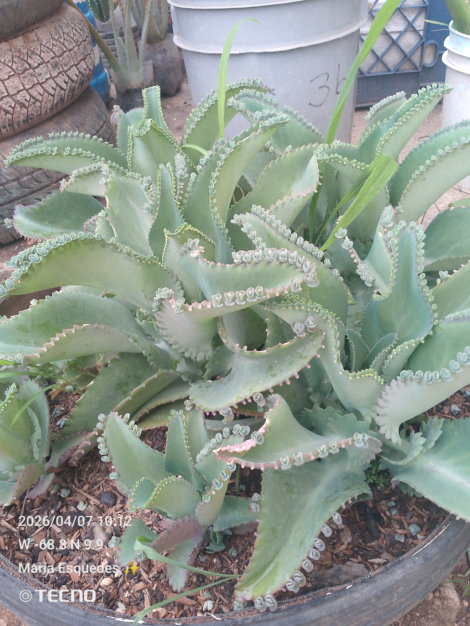 A potted plant of *Bryophyllum daigremontianum*, commonly known as Mother of Thousands, is centered in the frame. The plant has fleshy, pale green leaves with rows of plantlets along the margins. The pot containing the plant appears to be constructed from a used tire. The background includes other potted plants, stacked tires, and a glimpse of what appear to be storage containers. The image has a timestamp and location overlay, indicating the photo was taken on April 7, 2026, at 10:12 AM in Tinaquillo, Venezuela (W -68.8 N 9.9). The overlay also credits Maria Esquedas and indicates the photo was taken with a Tecno device.