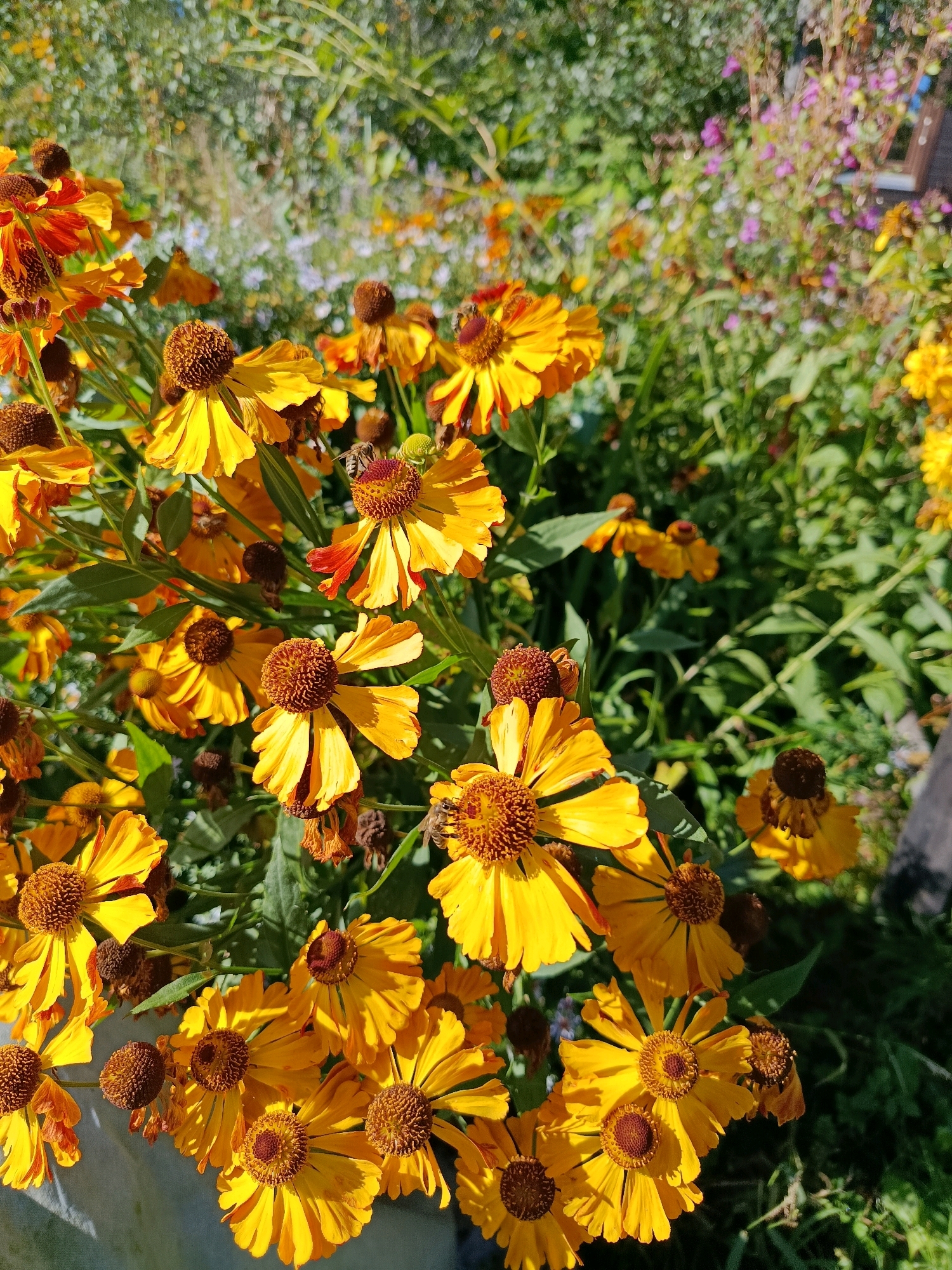 The image shows a close-up of a cluster of bright yellow flowers, likely Helenium, in a garden setting. The flowers have a distinctive daisy-like appearance with prominent brown centers and elongated yellow petals. Some petals show hints of orange at their tips. Several bees are visible, actively pollinating the flowers, with one bee clearly in focus on a blossom in the upper center of the frame, and another towards the bottom right. The background is a blur of green foliage, with smaller, out-of-focus flowers in shades of pink and purple, suggesting a vibrant and natural garden environment. The sunlight highlights the texture and color of the petals. The overall impression is one of a lively summer garden. The image does not provide any specific information about the city of Верея, Russia.