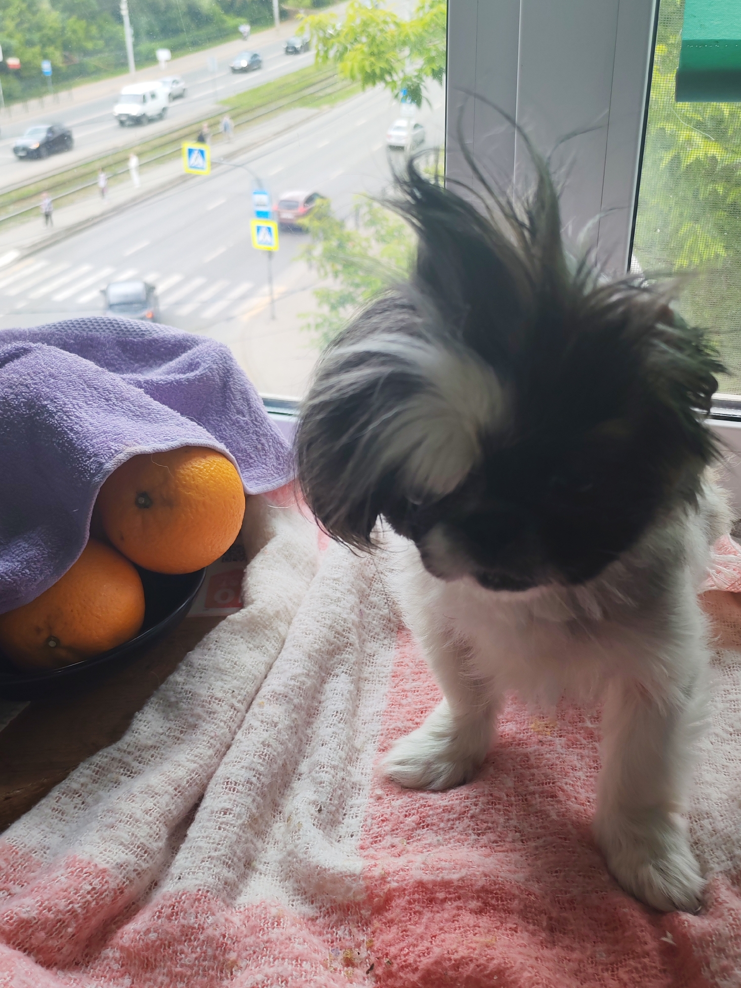 A small, fluffy dog with black and white fur stands on a textured pink and white blanket. The dog's fur is somewhat disheveled, giving it a playful and energetic appearance. In the background, through a window, a street scene is visible. Cars, a white van, and a few people can be seen on the road and sidewalk. There are also two pedestrian crossing signs with yellow triangular warning symbols. The weather appears to be overcast or hazy, as indicated by the diffused light. The presence of the street and pedestrian crossings suggests an urban or semi-urban environment. The overall impression is a cozy indoor setting with a view of the outside world. The time of day is likely daytime due to the natural light. There is no visible text in the image.