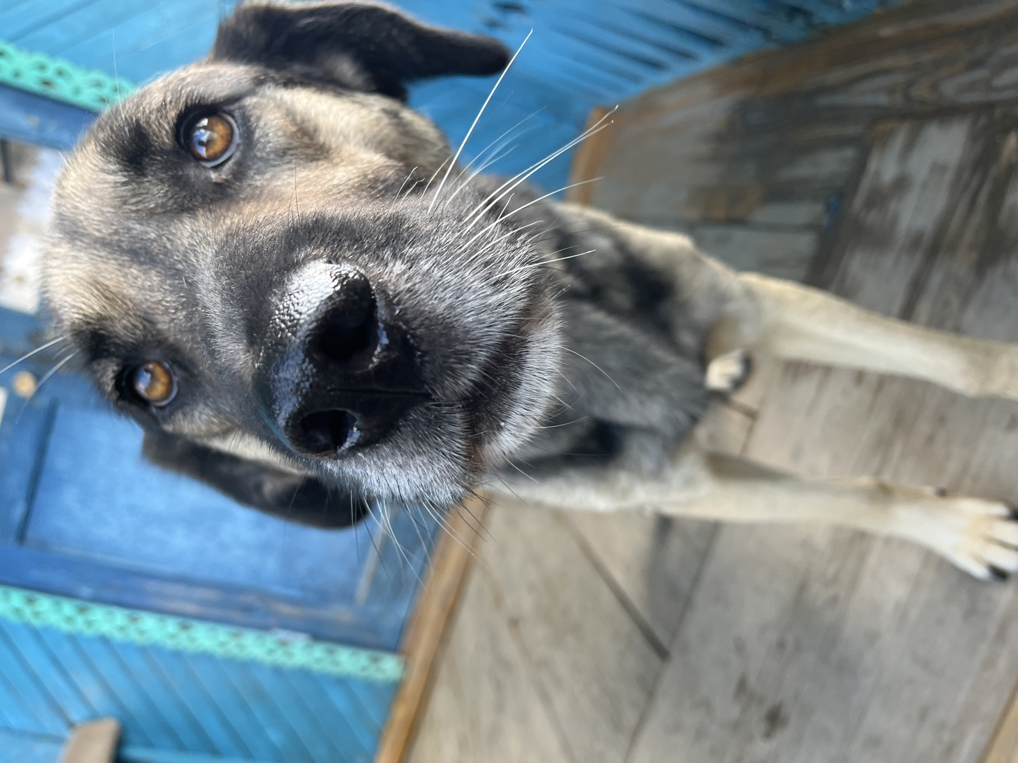 A close-up, eye-level outdoor photograph shows a medium-sized dog with light brown fur and black markings. The dog's head is the primary focus, filling most of the frame, with its nose and eyes prominently displayed. The dog is looking directly at the camera, with its ears slightly lowered. Its nose appears wet and shiny. The background consists of a weathered wooden porch with planks running horizontally, and a bright blue wooden structure, possibly a wall or door, with vertical slats. The overall impression is of a candid moment captured on a sunny day. The image does not contain any recognizable landmarks or features that would definitively place it in Nizhny Tagil, Russia, or any other specific city.