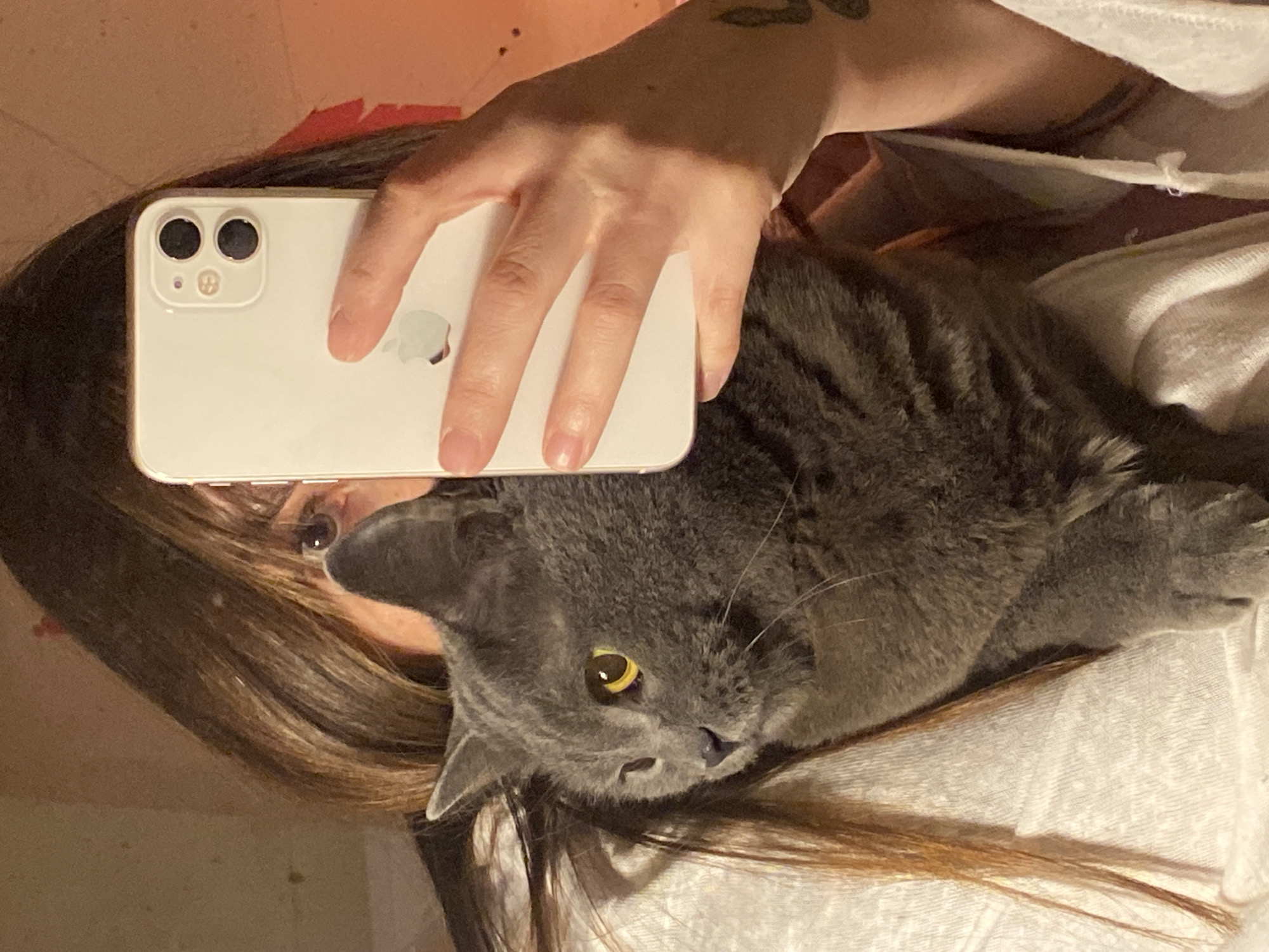 A person with long brown hair is holding a white iPhone over a gray cat, taking a selfie. The cat is lying on a white surface, possibly a bed or blanket. The person's hand is visible, holding the phone. The cat is looking at the camera. No information available indicates a location of Votkinsk, Russia.