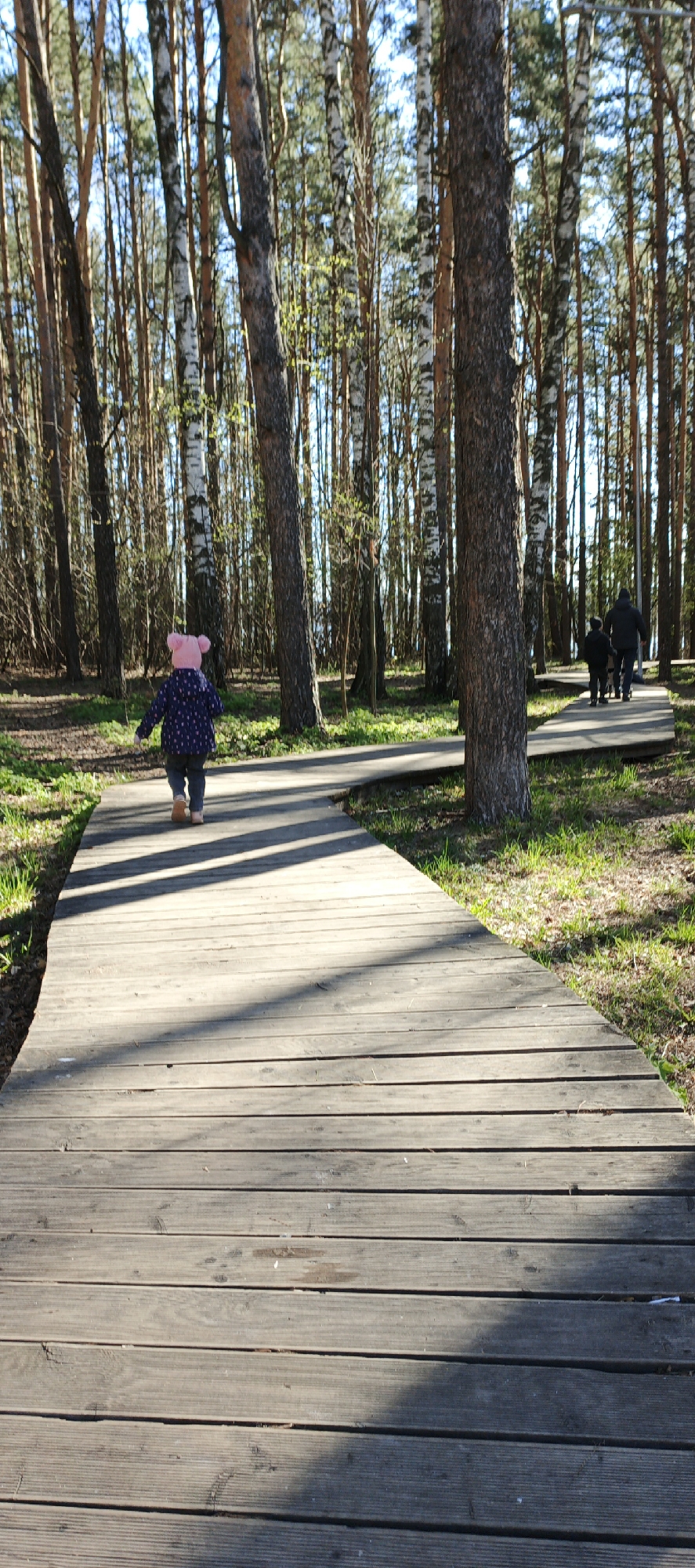A medium, eye-level, full outdoor shot captures a boardwalk trail winding through a forest in Chaikovsky, Russia. A small child in a pink hat and patterned blue jacket walks away from the camera, down the boardwalk. Further down the path are three figures, two appearing to be children and one adult. The boardwalk is made of weathered, gray planks, and sunlight casts shadows across it. Tall trees, including birch and pine, line the path on both sides. Grass and sparse vegetation are visible at the edges of the boardwalk. The sky is visible through the trees.