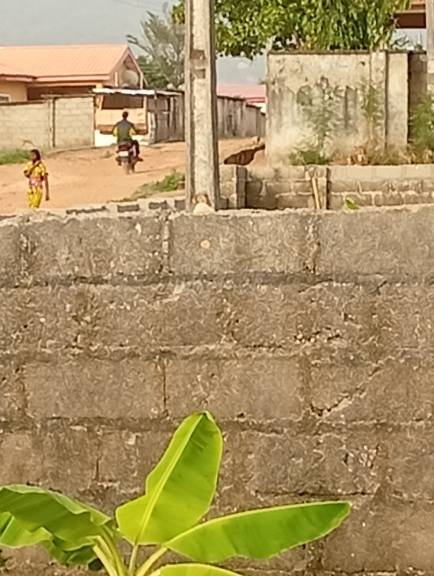 The scene is an outdoor shot in Adankolo, Nigeria. In the background, a dirt road reveals a woman walking on the left and a man on a motorcycle heading away from the viewer. Behind them are simple buildings, some with corrugated metal roofs and cement walls. In the midground, a concrete wall is the main focus, with a turkey standing on a raised section of it. In the foreground, a small banana plant with green leaves partially obscures the lower portion of the wall. A light post is visible on the upper right of the wall. The sky is overcast, suggesting diffused natural light.