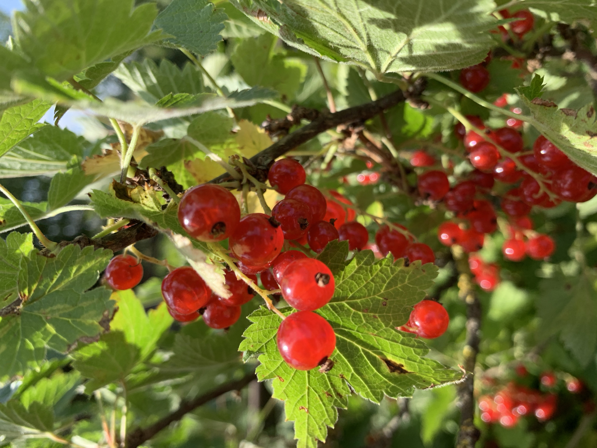 A close-up, eye-level shot captures a cluster of ripe red currants hanging from a branch amidst green leaves. The currants are small, round, and glossy, with a few dark specks visible on their surfaces. The leaves are vibrant green, some with serrated edges and visible veins, and a few show signs of browning or decay. The background is softly blurred, suggesting an outdoor setting in natural light, possibly a garden or a wooded area within the city of Vidzaŭski sel'ski Savet, Belarus. The lighting indicates it's daytime, with sunlight dappling through the foliage.