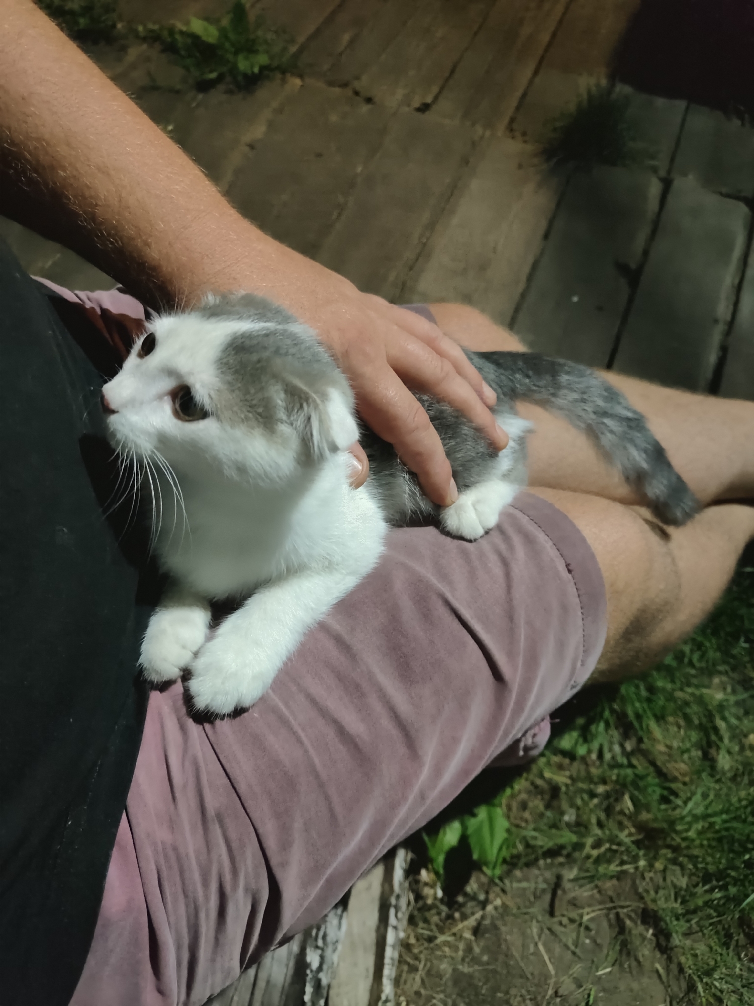 A person's hand is gently petting a white and gray Scottish Fold kitten that is resting on their lap. The person is wearing a dark shirt and purple shorts, and their legs are resting on a wooden surface outdoors. The kitten has distinct folded ears and white paws. The background consists of grass and a wooden pathway. The scene appears to be in a residential outdoor setting, possibly a yard in the village of Bobylevo, Russia.