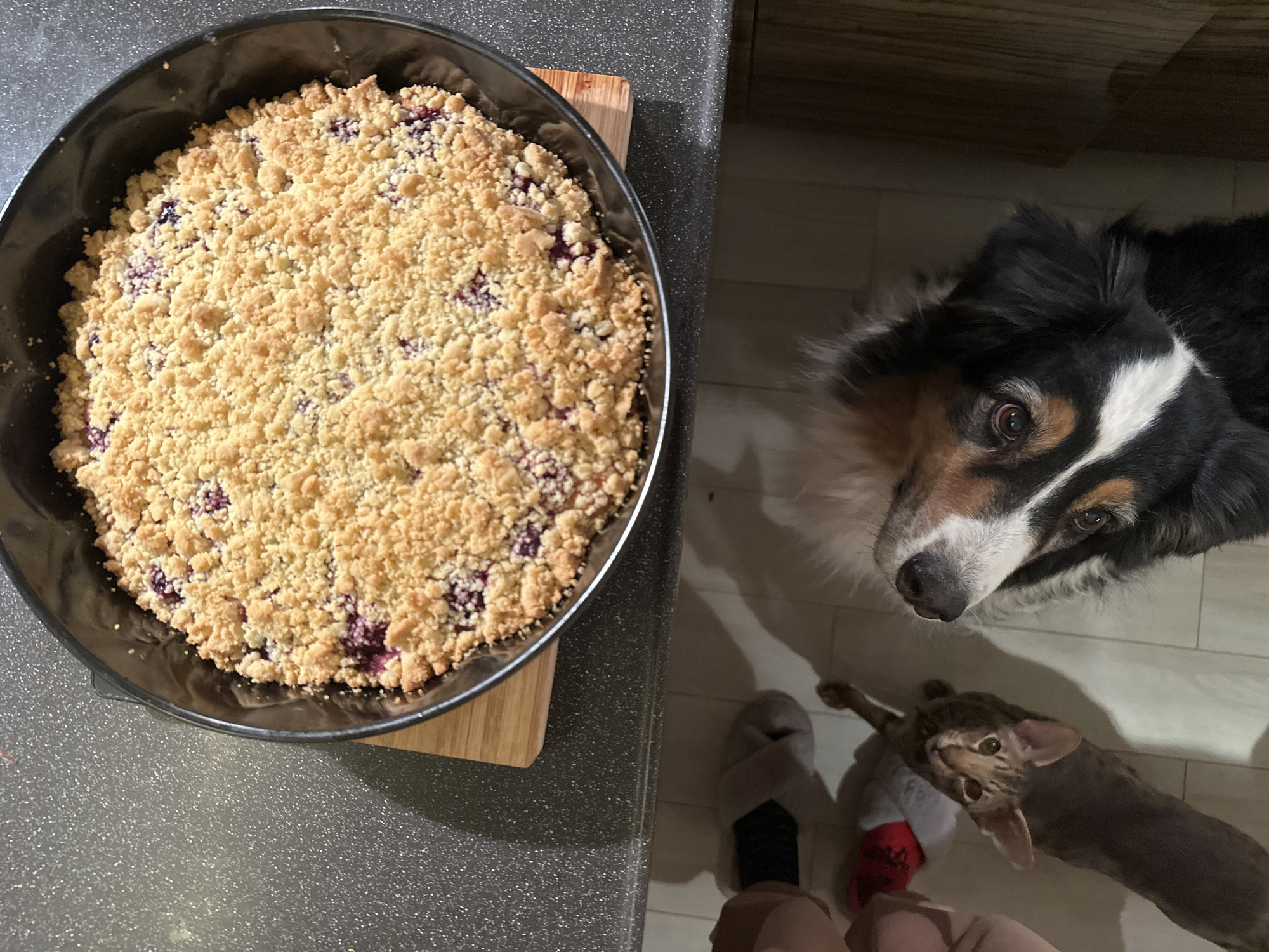 An overhead shot captures a domestic scene in what appears to be a kitchen, with a freshly baked berry crumble on the counter attracting the attention of two pets.
In the upper left quadrant, a round black baking dish holds a golden-brown crumble, likely fruit, with purple and red berries visible beneath the crumbly topping. The dish rests on a small wooden cutting board on a dark, speckled kitchen counter.
On the right side of the frame, a black, white, and tan dog, resembling a Border Collie or Australian Shepherd mix, looks up with an intense, hopeful gaze towards the crumble. Below the dog, closer to the bottom right, a sleek, light brown or grey cat stretches out on the light-tiled floor, its head also angled upwards towards the potential treat. The cat's eyes are a striking green/gold.
The legs and feet of a person are visible at the bottom of the frame, wearing mismatched slippers – one grey, the other revealing a red sock with a white pattern. The person's stance suggests they are standing near the counter, possibly having just placed the crumble down or preparing to serve it.
The lighting appears to be artificial, suggesting an indoor setting. The pets' expressions convey eagerness and anticipation, creating a warm, everyday moment. The image does not contain any visible text. The location context provided is Moscow, Russia.