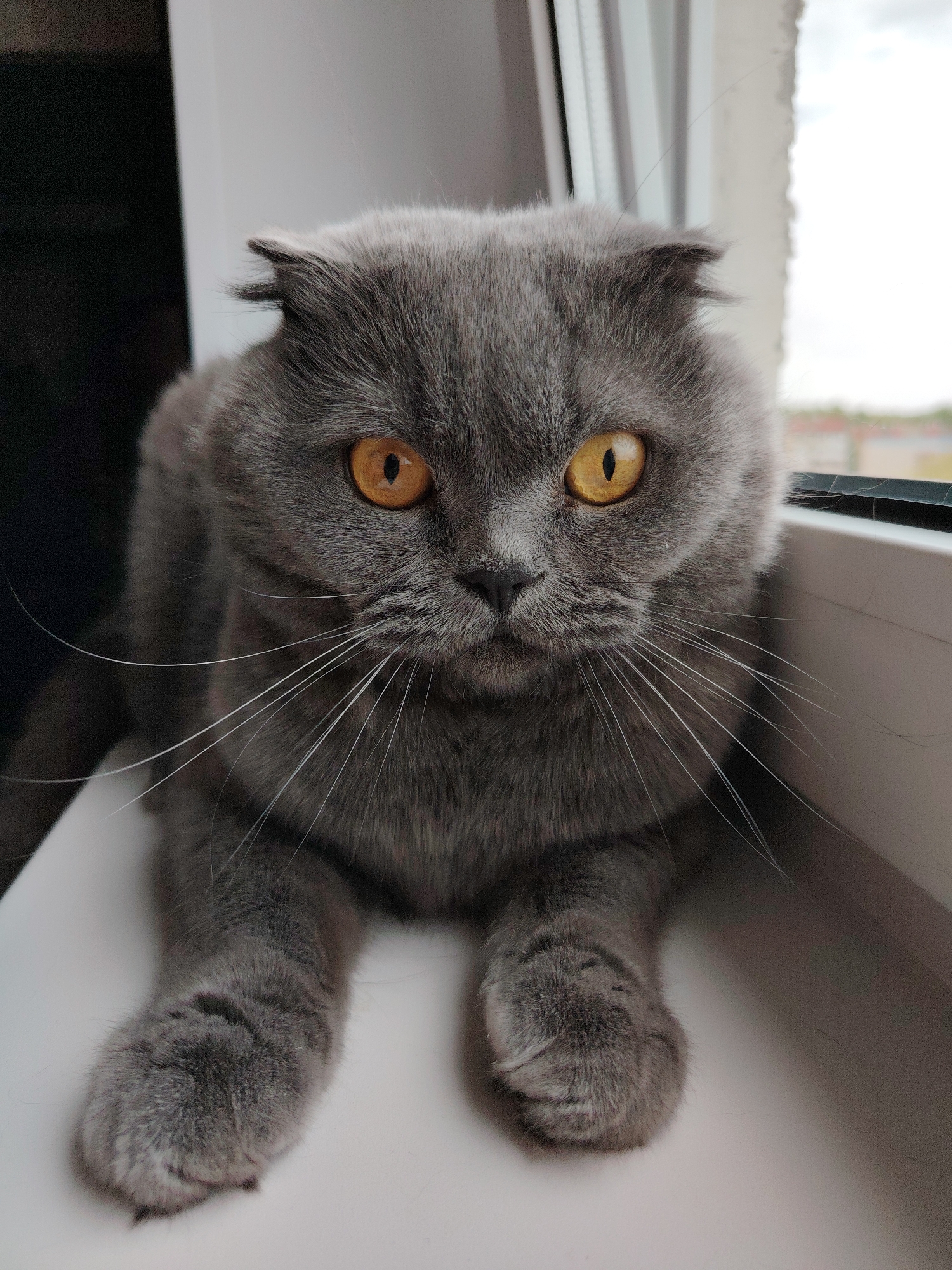 A gray Scottish Fold cat with golden eyes is sitting on a white windowsill. The cat is facing the camera, with its paws extended. Outside the window, blurred buildings and sky are visible, suggesting an urban environment. The photograph was taken in a building in Марковский, Russia.