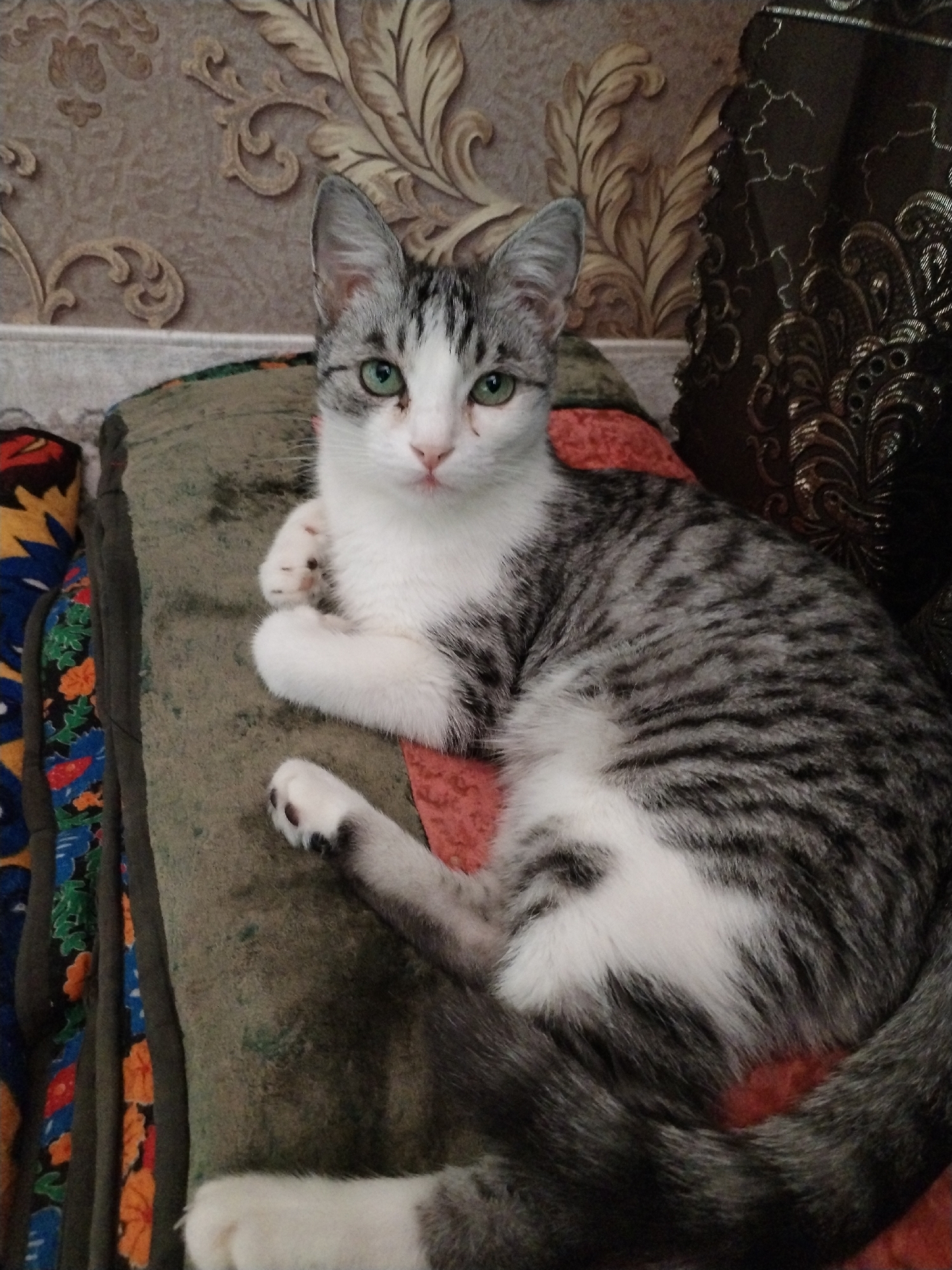 A young domestic cat, predominantly grey and white with green eyes, is lying on a textured, olive-green blanket. The cat's body is partially visible, with its front paws tucked in and one hind leg extended. Behind the cat, the background consists of a patterned wallpaper and a dark, ornate curtain. The lighting is dim, casting soft shadows. This scene is domestic in nature and does not provide any specific geographical markers to determine its location within Osh City, Kyrgyzstan.