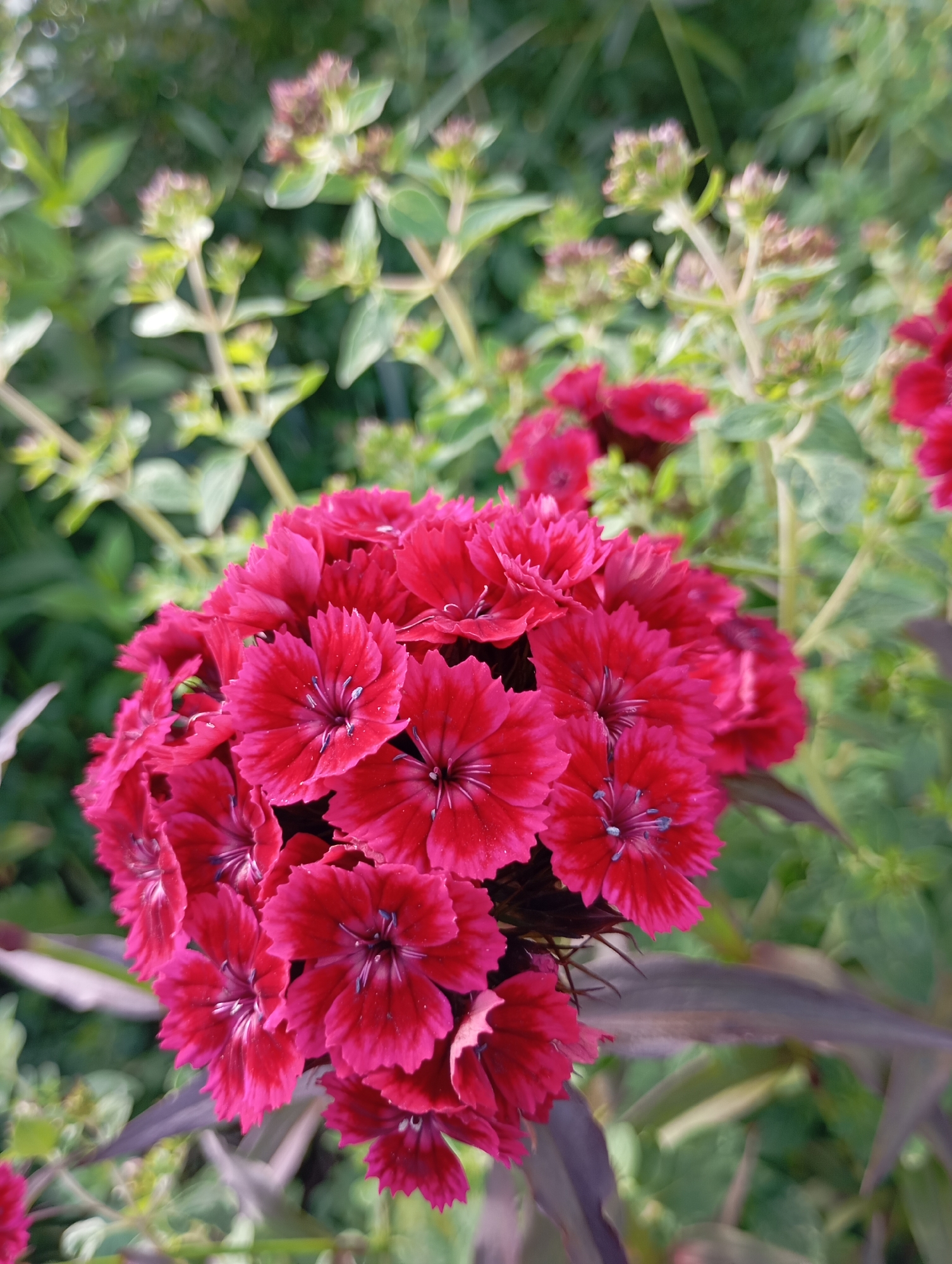 This close-up shot focuses on a cluster of vibrant pink dianthus flowers. The petals are ruffled and serrated, with a darker, almost purplish center where the stamens are visible. The flowers are in full bloom, arranged in a dense, circular formation. Behind the prominent flowers, out-of-focus greenery creates a soft, blurred background, suggesting a garden setting. Some of the background plants appear to be buds or developing flowers, also in shades of pink and green. The lighting suggests it could be daytime, with natural light illuminating the flowers. The overall mood is cheerful and natural. No people, text, or specific event are depicted. The location context is provided as Ryabki, Russia.