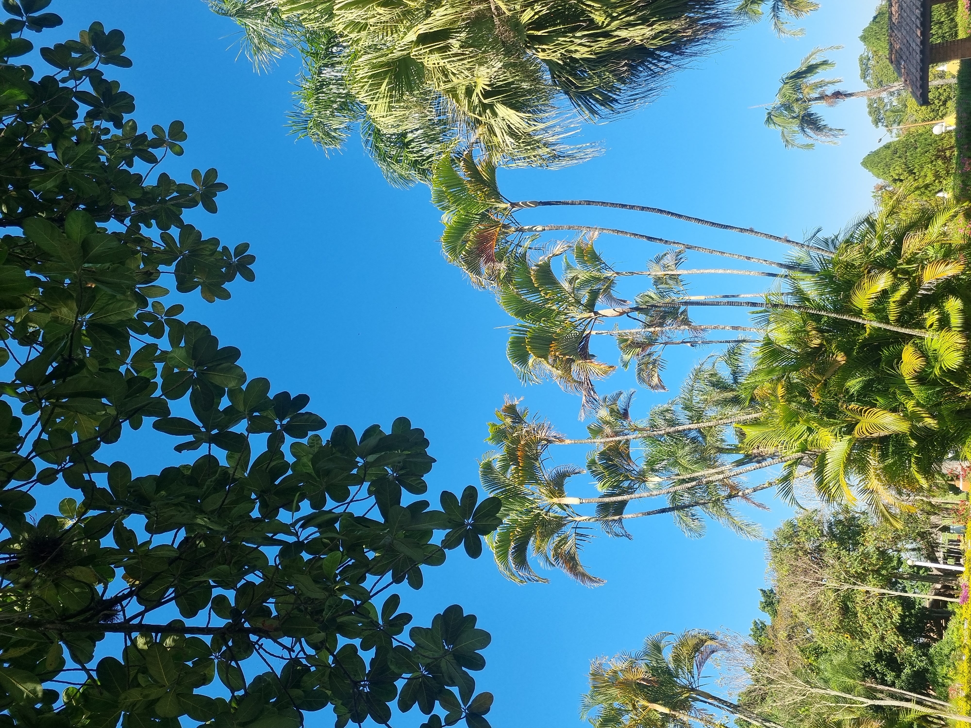The image depicts a sunny day in a park in Laranjal Paulista, Brazil. Lush green foliage from trees and palm trees dominates the foreground and mid-ground, with their leaves silhouetted against a clear, vibrant blue sky. In the upper left corner, large, dark green leaves hang from branches, partially obscuring the sky. Below this, a cluster of tall, slender palm trees with green fronds stands out against the blue. To the right, another large palm tree with a dense canopy of fronds is visible. The background reveals more trees and some distant structures, including a tiled roof structure, suggesting a park or garden setting. There are no people or animals present in the scene. The overall impression is one of a peaceful, tropical outdoor environment.
