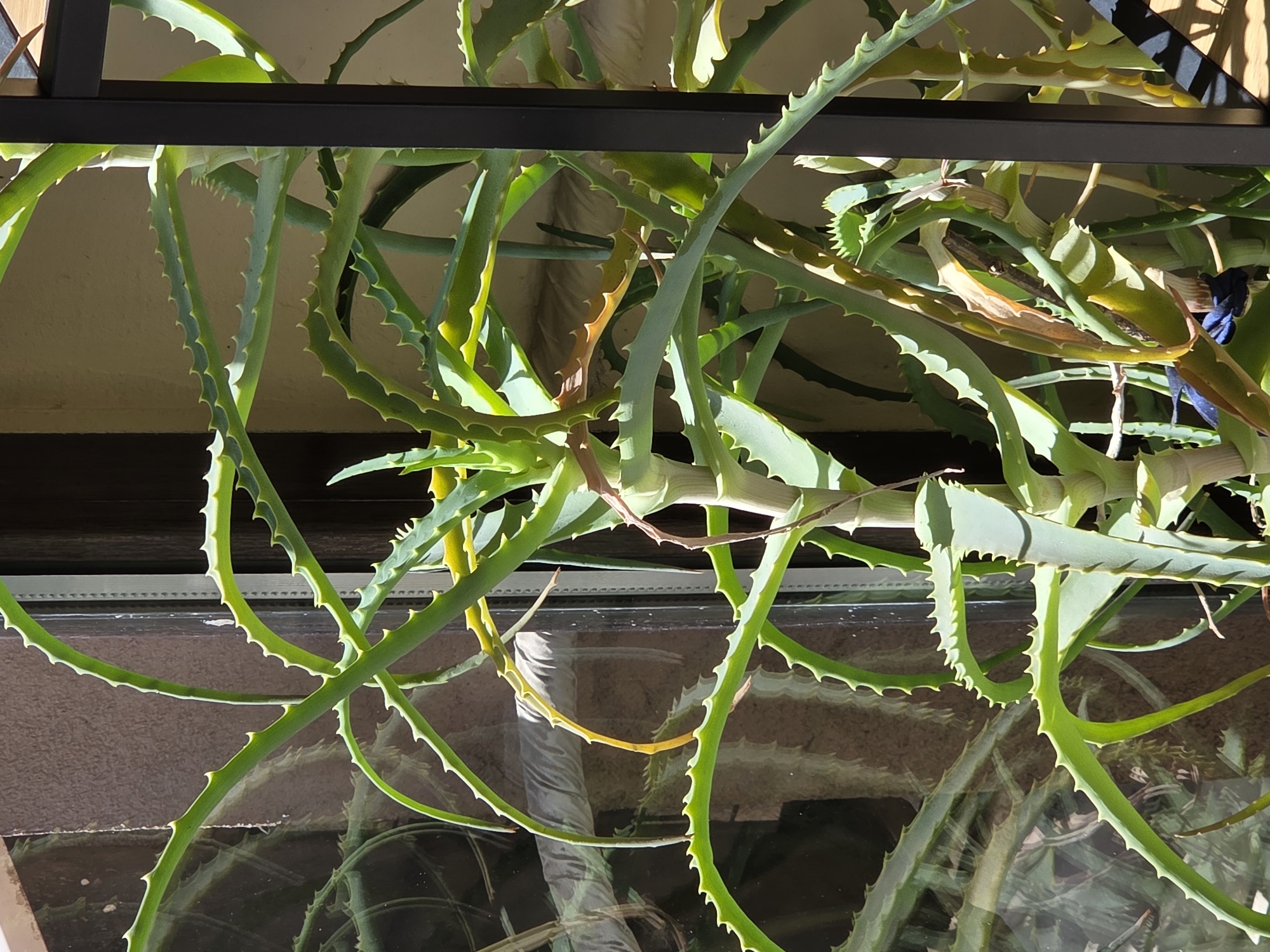 The image shows a close-up view of an aloe vera plant hanging from a black frame, possibly near a window. The leaves are primarily green, with some showing yellowing or browning. The background includes a reflective surface, potentially a window, revealing brown and beige tones suggesting a building exterior. The location is unspecified and the image doesn't provide enough information to precisely geolocate the image in Varna, Bulgaria.