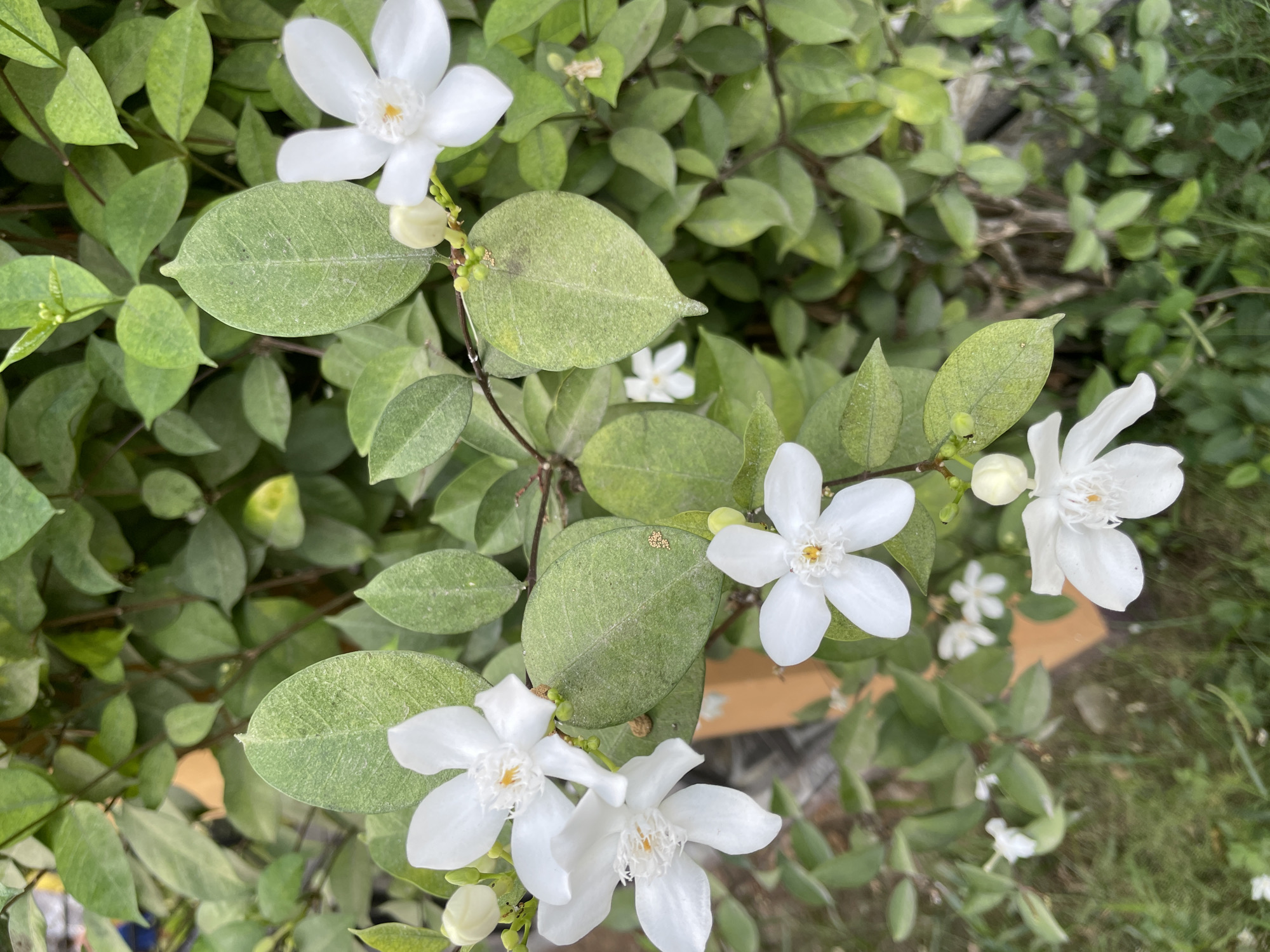 The image shows a close-up of a plant with green leaves and white, star-shaped flowers. The plant is located outdoors, possibly in a garden or natural setting. The background is filled with more green foliage. The photo was taken in Bacong, Philippines.