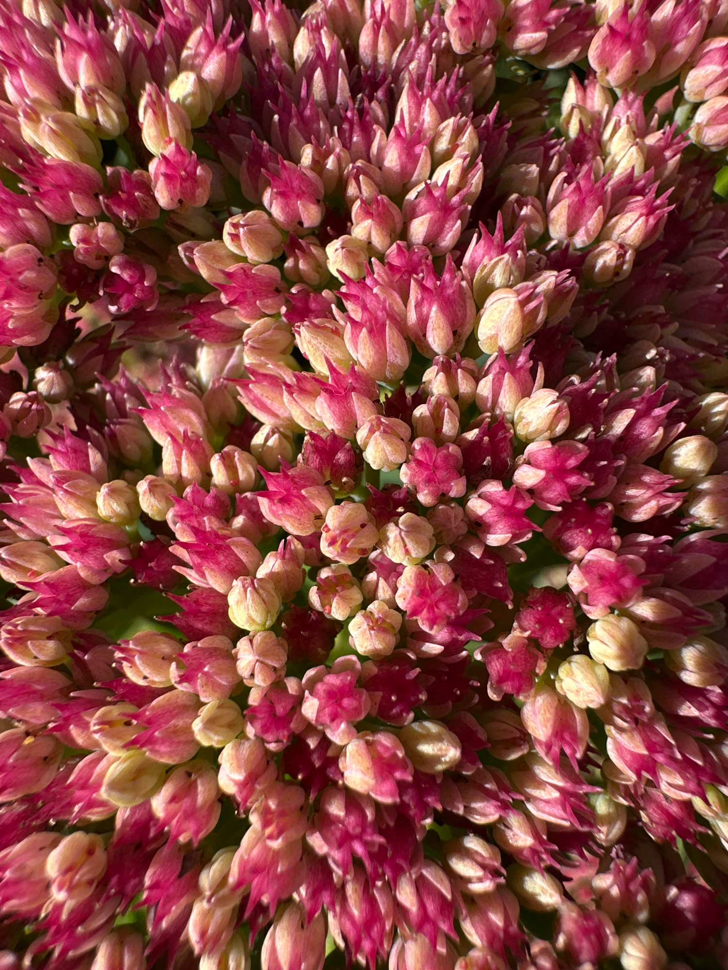 The image is a close-up, high-angle, full-frame shot of a cluster of pink and yellow succulent flower buds. The buds are tightly packed together, forming a dense, textured surface. Sunlight illuminates the flowers from the upper right, casting subtle shadows and highlighting the delicate details of the petals. The background is a soft blur of green, suggesting foliage. There are no people or other discernible objects in the frame. This image was taken in Vidnoye, Russia.