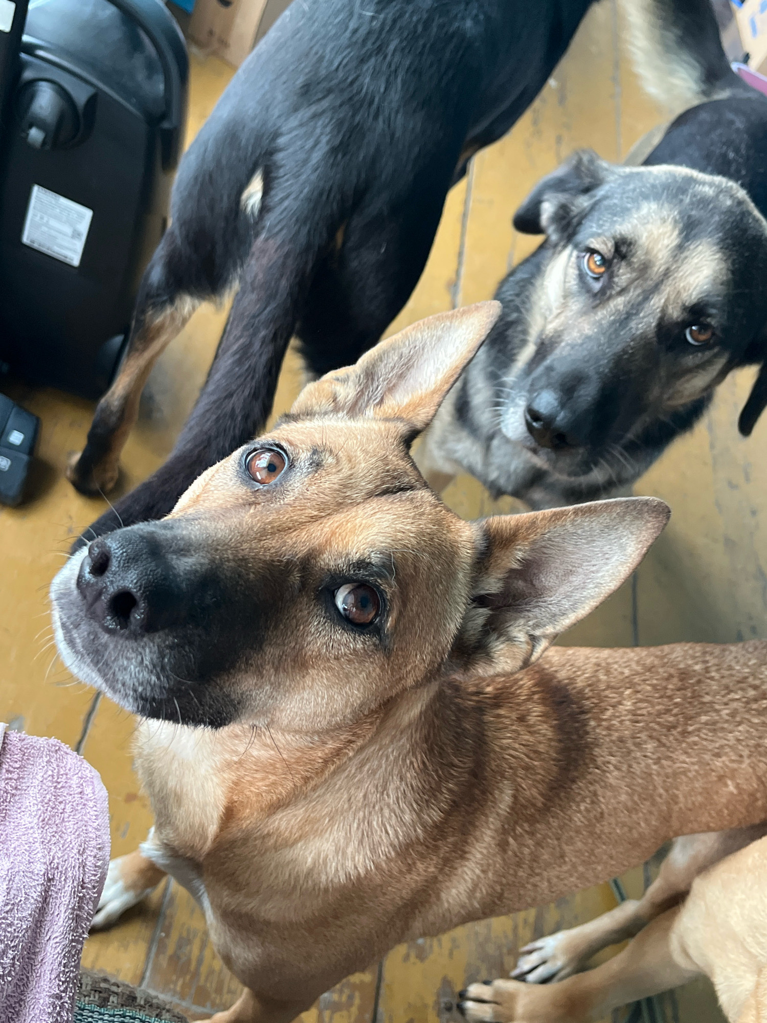 This is a close-up, high-angle shot of three dogs in what appears to be an indoor setting with a wooden floor. The foreground is dominated by a tan and black dog looking directly at the camera with wide, attentive eyes. Its nose is prominent and dark, with visible whiskers. To its left, a portion of a lavender-colored towel is visible. Behind the tan dog and slightly to the right, another dog with gray and black markings is also looking towards the camera. Its ears are perked, and its eyes are bright brown. In the background, the rear of a black dog is visible, with its tail upright. A dark, wheeled object, possibly a vacuum cleaner or luggage, is partially visible on the left side of the frame. The lighting suggests an indoor environment, possibly a home or shelter. There is no indication of the city of Nizhny Tagil, Russia, in the image.