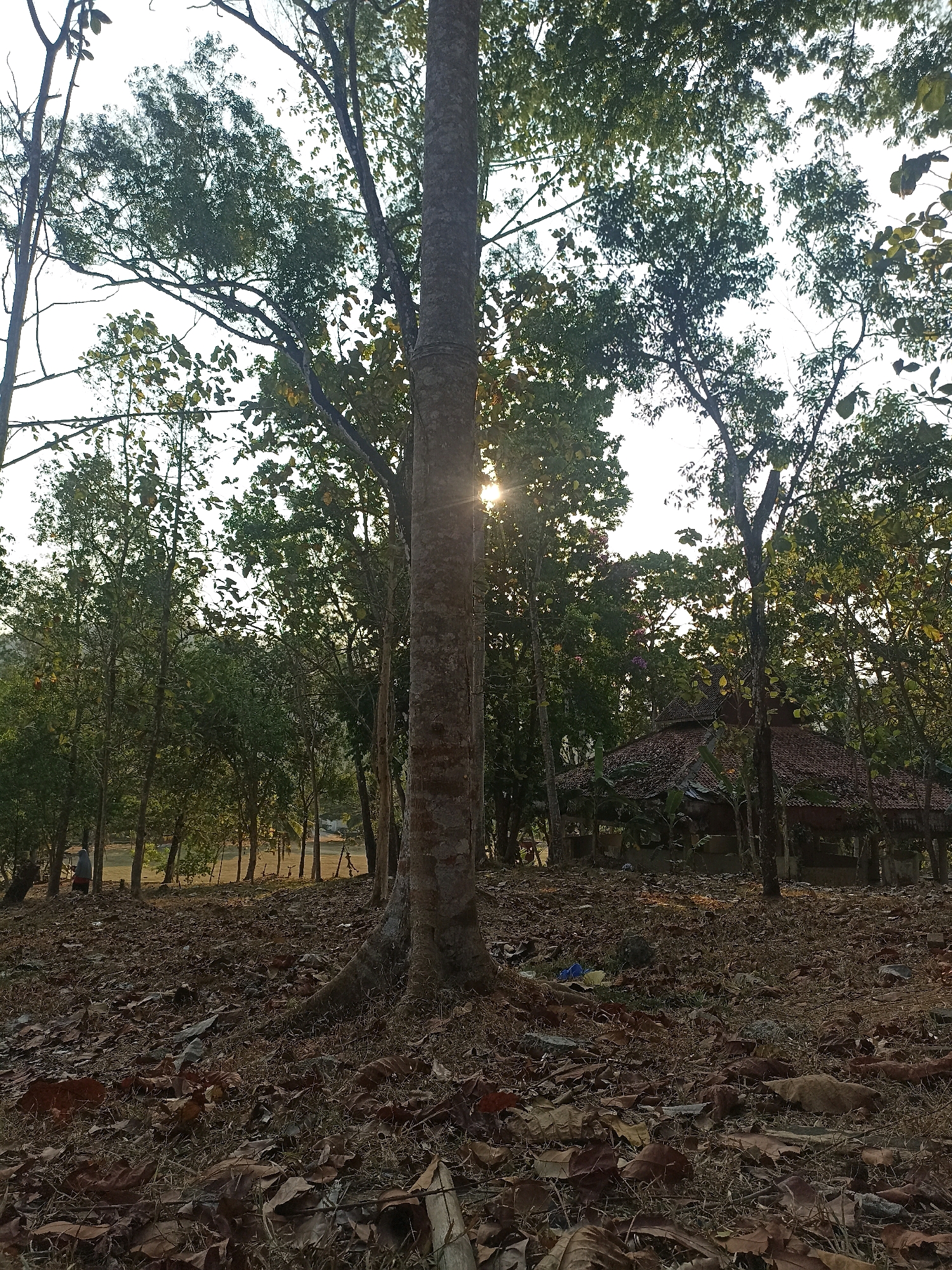 The image depicts a wooded area with a visible structure, likely a building, in the background. A large tree trunk dominates the foreground, with its roots exposed at the base. The ground is covered with fallen leaves and dry grass, indicating an outdoor, natural setting. Sunlight filters through the trees, creating a dappled effect and a lens flare visible to the left of the central tree trunk. In the middle ground, a roof of a structure with tiled roofing is partially obscured by trees and foliage. Several other trees are scattered throughout the scene, with their branches reaching upwards towards the sky. The sky itself is bright and appears to be daytime, with some clouds or haze. The overall impression is that of a serene, somewhat rustic environment. No specific geographical landmarks within Kedungwaru, Indonesia, are identifiable from the image alone.