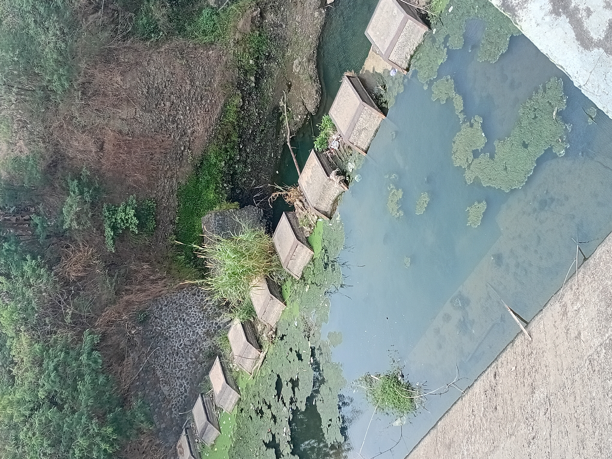 The image depicts a section of an overgrown, partially submerged drainage channel in Gebog, Indonesia. The channel is lined with concrete on the left and contains murky, green-tinged water with significant algal growth. Several concrete structures, resembling stepped blocks or small dams, are visible protruding from the water, some partially covered by vegetation. The banks of the channel are steep and overgrown with dense green and brown vegetation, including trees and dried grasses. A stone wall is visible along the upper left bank, interspersed with more vegetation. Debris is scattered within the channel and along the water's edge. The scene is devoid of people.