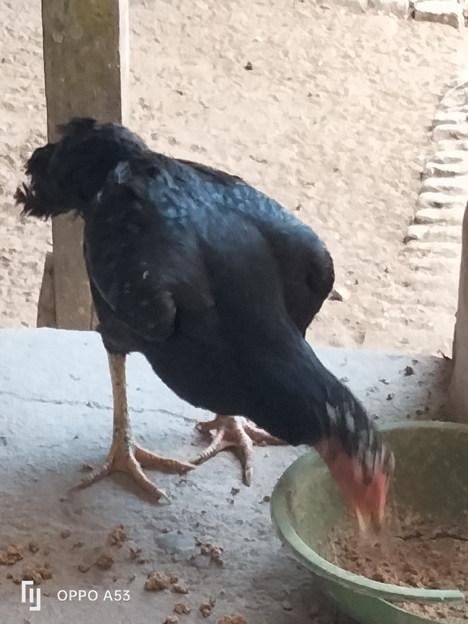 A black chicken is standing on a concrete surface and eating from a green bowl filled with feed. The chicken's legs are visible, with its feet gripping the concrete. The background appears to be a wall made of rough stone or brick. The scene is captured in Trenggalek, Indonesia, as indicated by the "OPPO A53" watermark, a common phone model in the region.