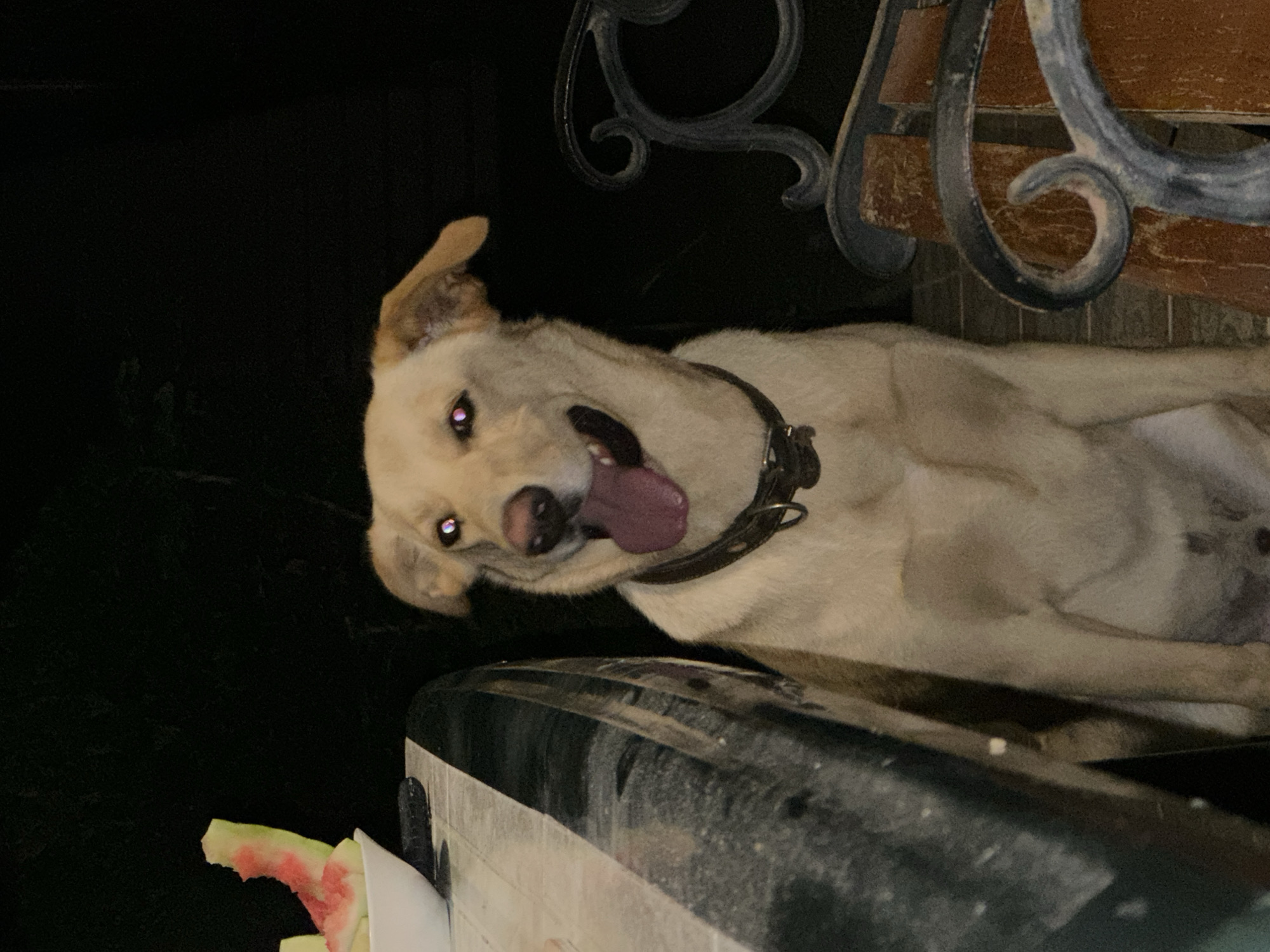 A light-colored dog with its tongue out sits on a dark-colored chair in front of a dark background. The dog is wearing a dark collar. To the left of the dog is a table with a white bowl containing pieces of watermelon. To the right of the dog are decorative dark-colored metal railings. The image appears to have been taken at night. There is no indication of the specific location in Sochi, Russia.
