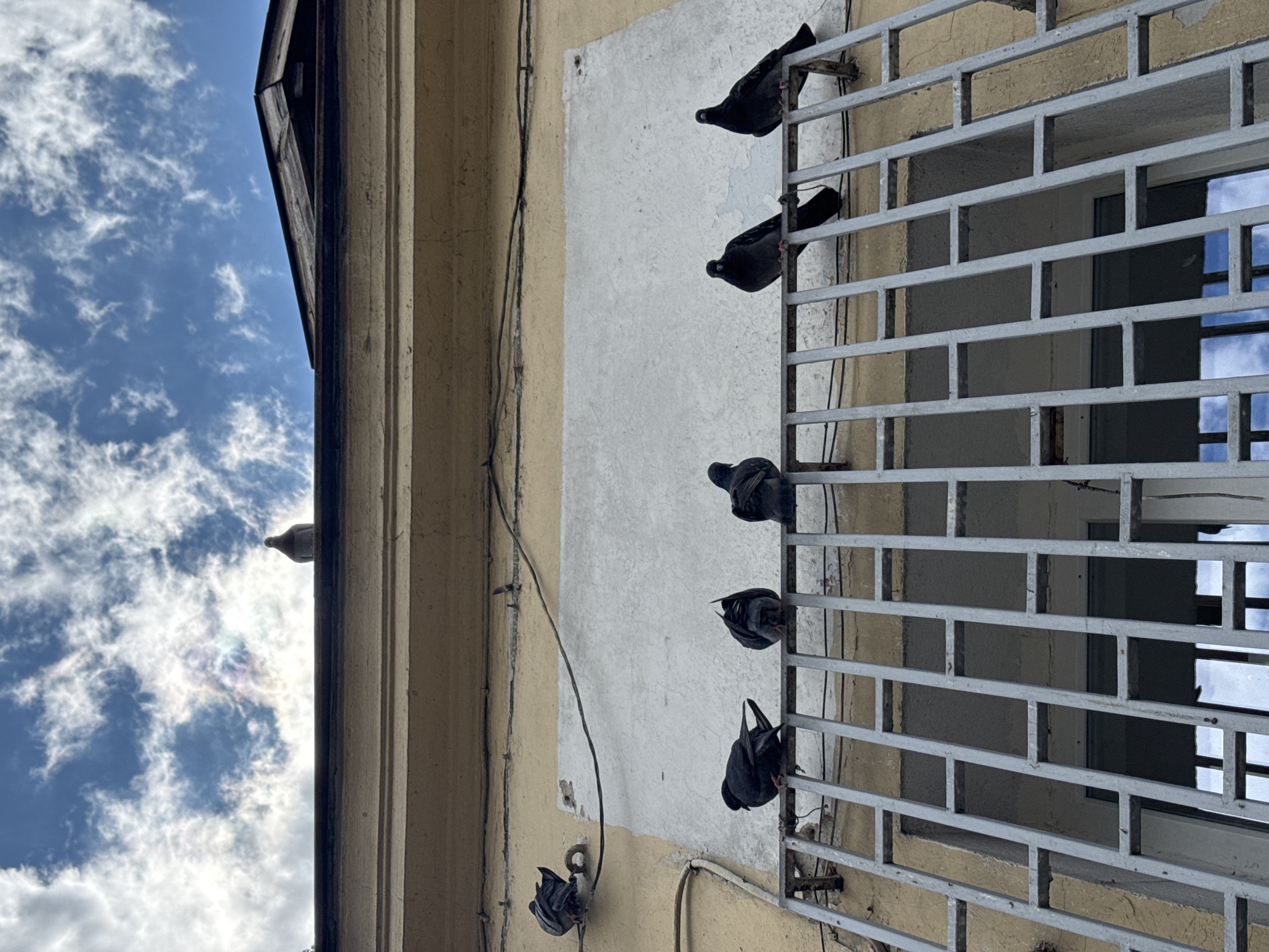 A low-angle shot shows the exterior of a building in Sofia, Bulgaria, featuring a beige wall with a section painted white. The building's architectural details are visible on the left, and the sky with clouds is in the background. A metal security grille covers a window on the right, and six pigeons are perched on the grille. A dark cable runs along the building's surface.