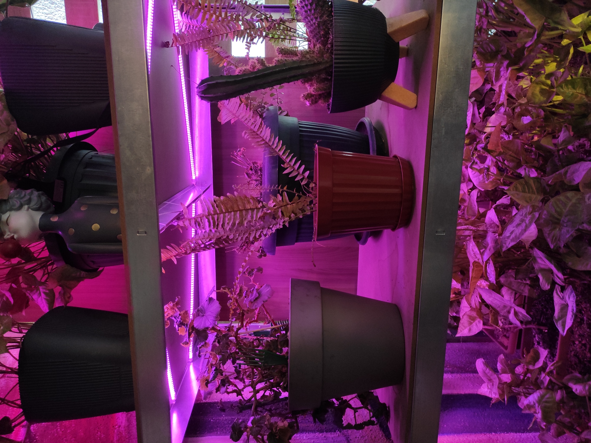 The image depicts a vertical arrangement of potted plants and a decorative bust on shelves, illuminated by pinkish-purple LED grow lights. The plant species appear to include ferns, succulents, and a vine. The pots are various sizes and materials: gray plastic, dark textured plastic, and terracotta. A small bust of a person is also present. The location is unknown.