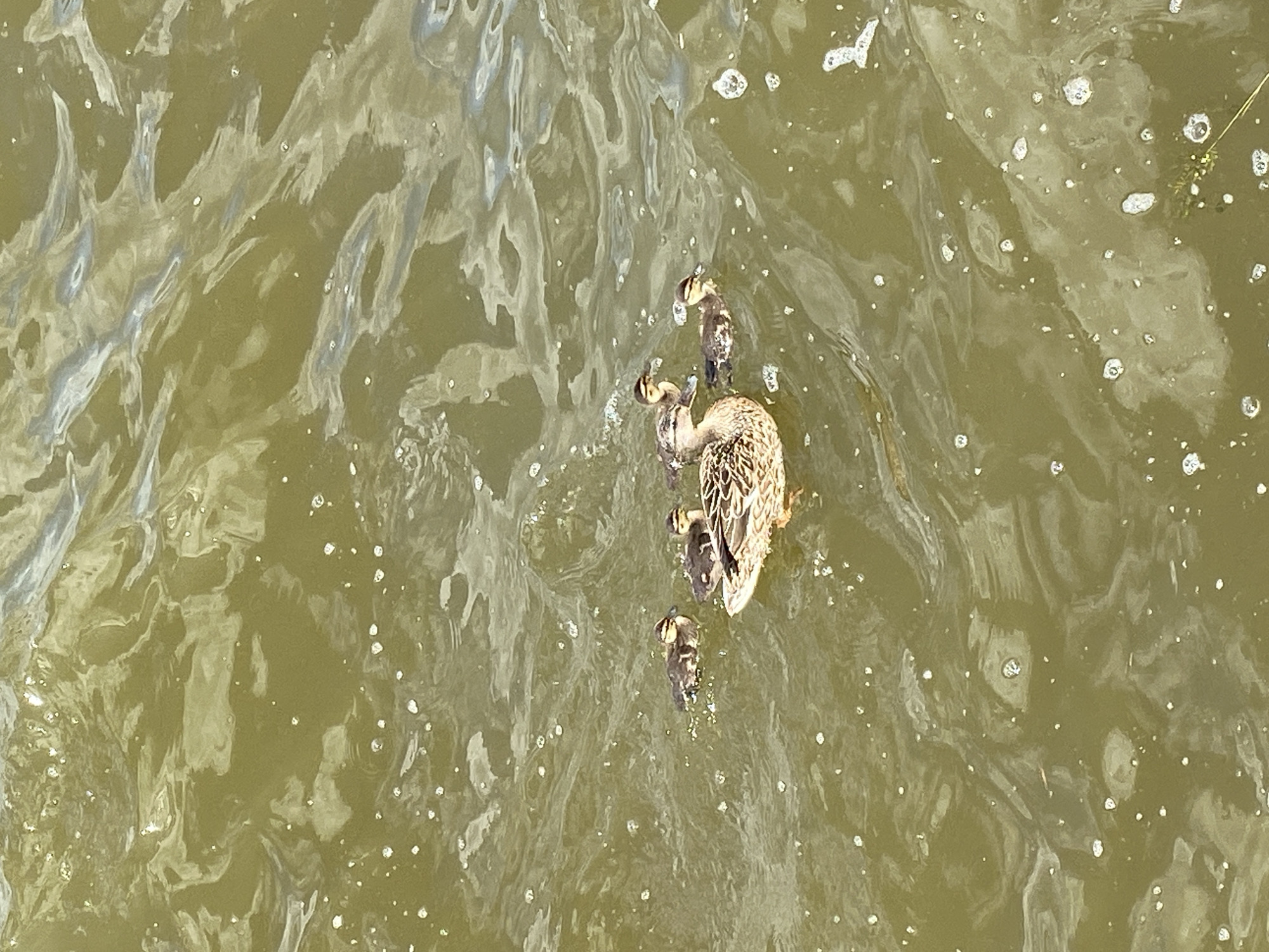 A female mallard duck swims in murky green water with five ducklings. The ducklings are positioned around the mother, some to her left and some to her right. The water has ripples and small white bubbles scattered across the surface.